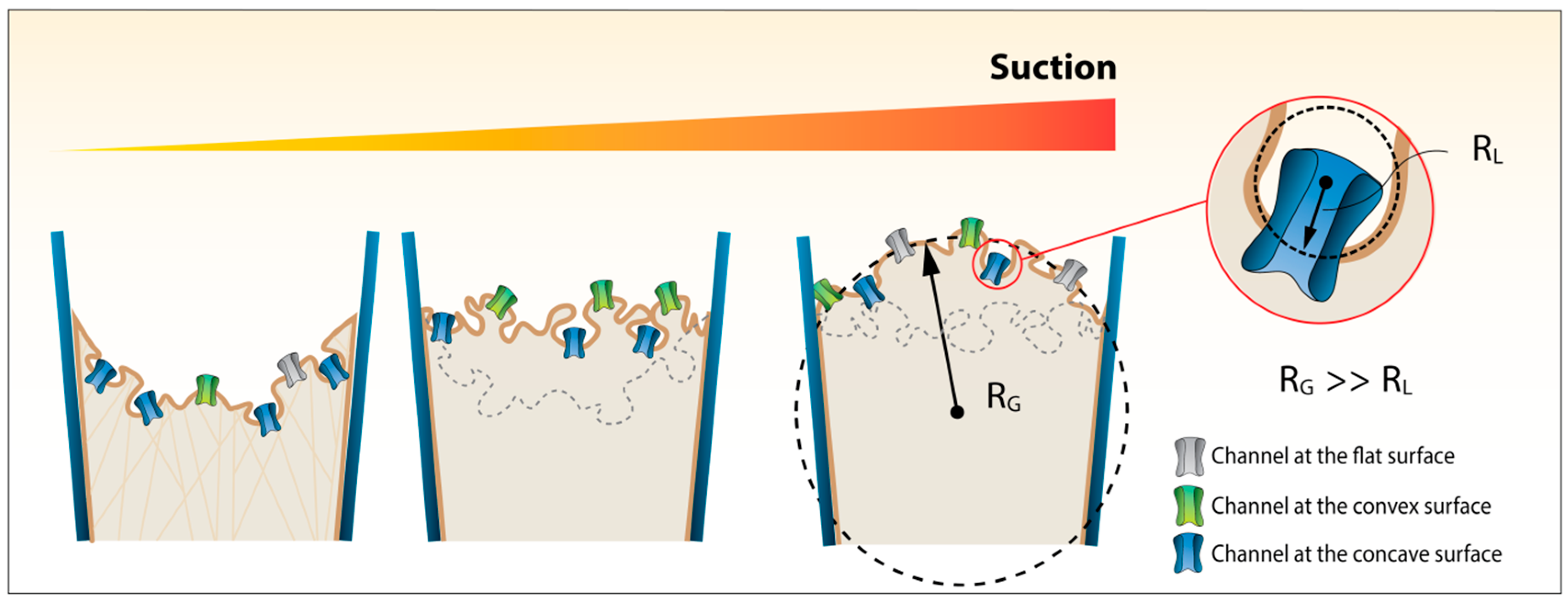 Membranes 06 00014 g001