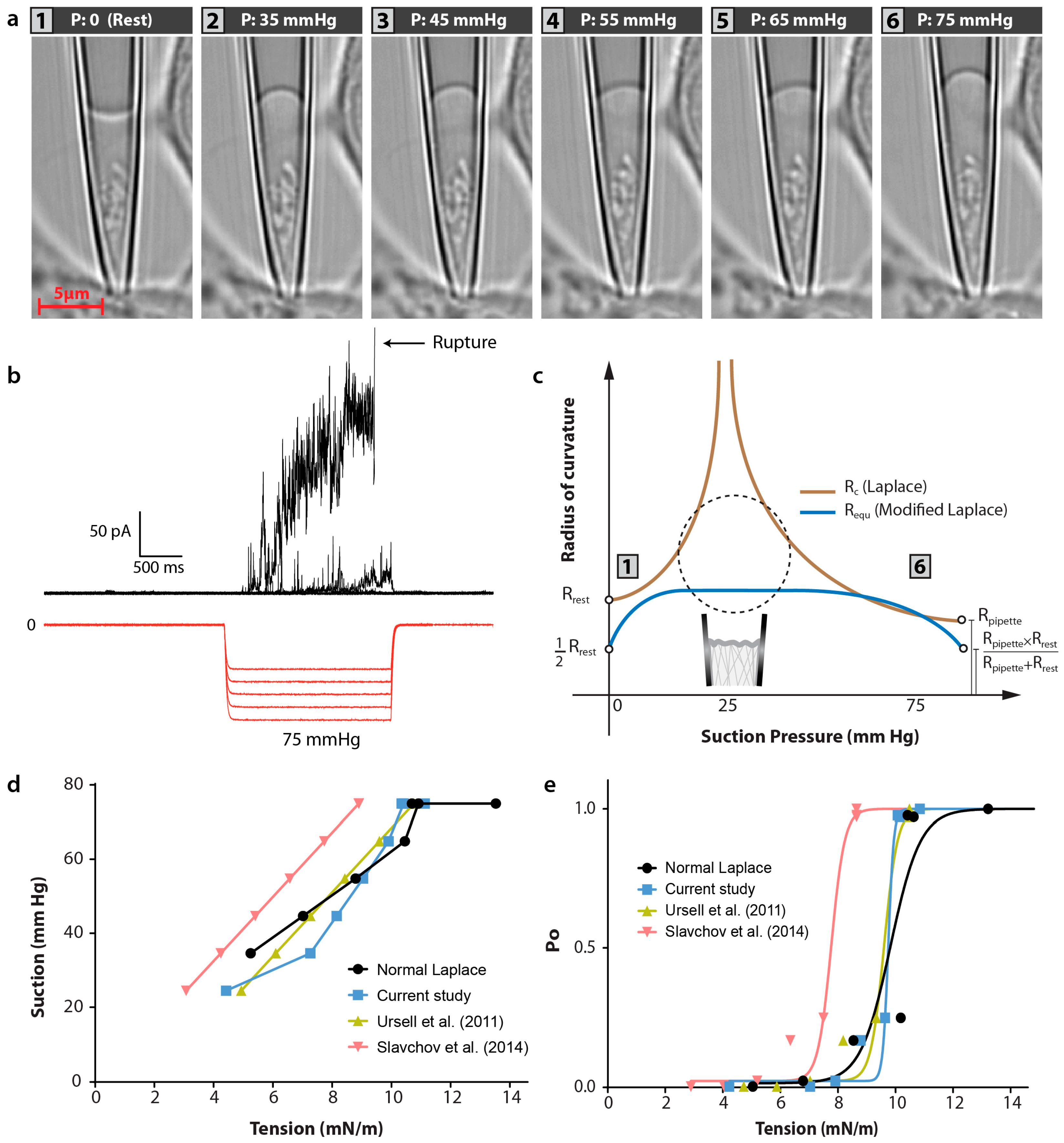 Membranes 06 00014 g006