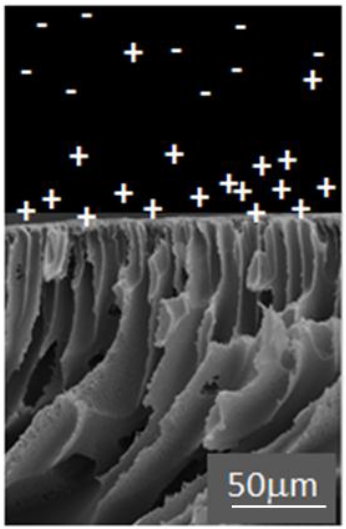 Membranes 06 00057 g005