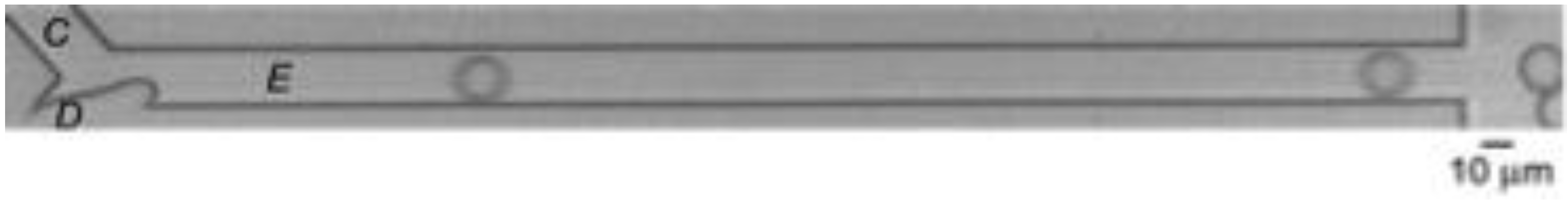 Membranes 07 00019 g001