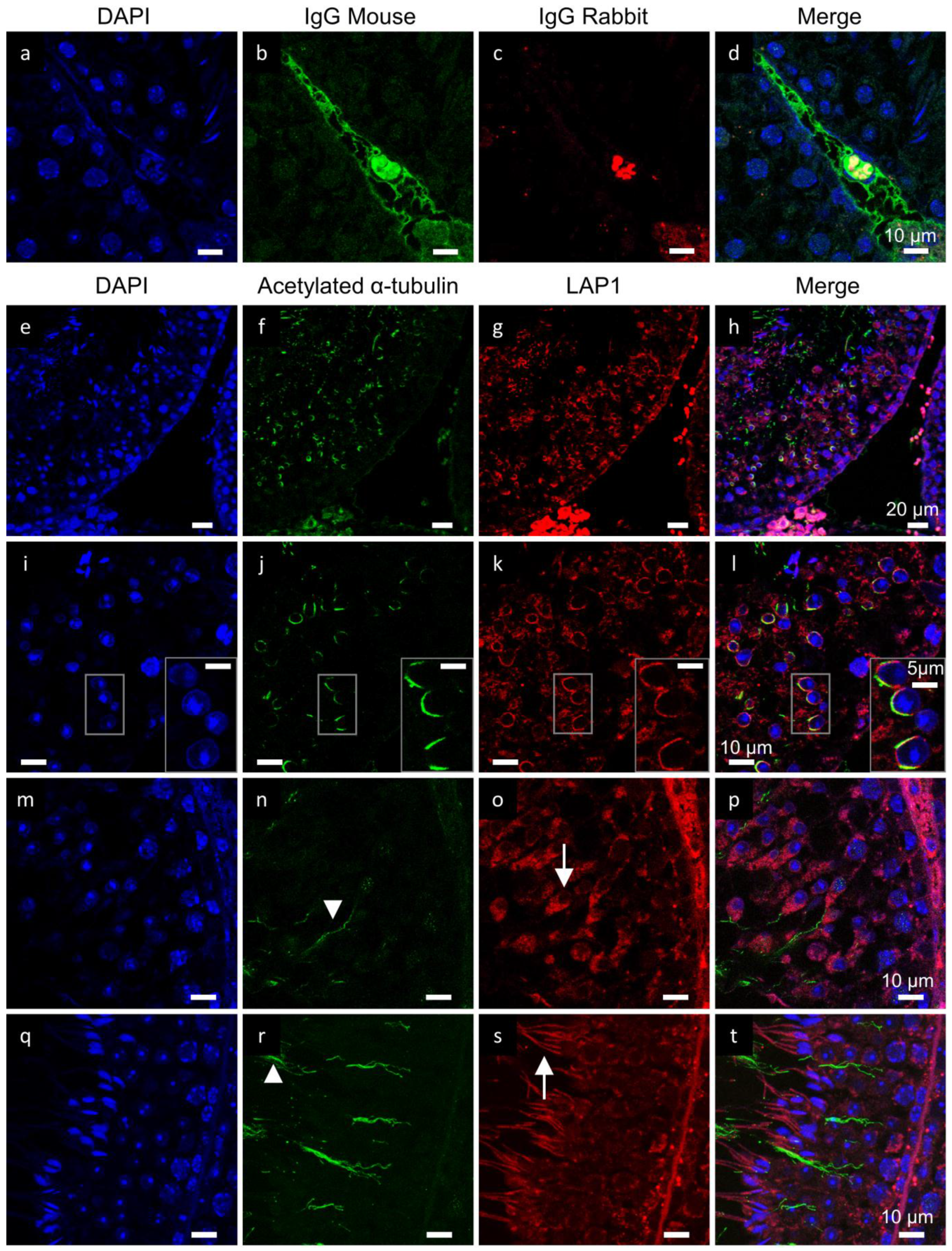 Membranes 07 00022 g003