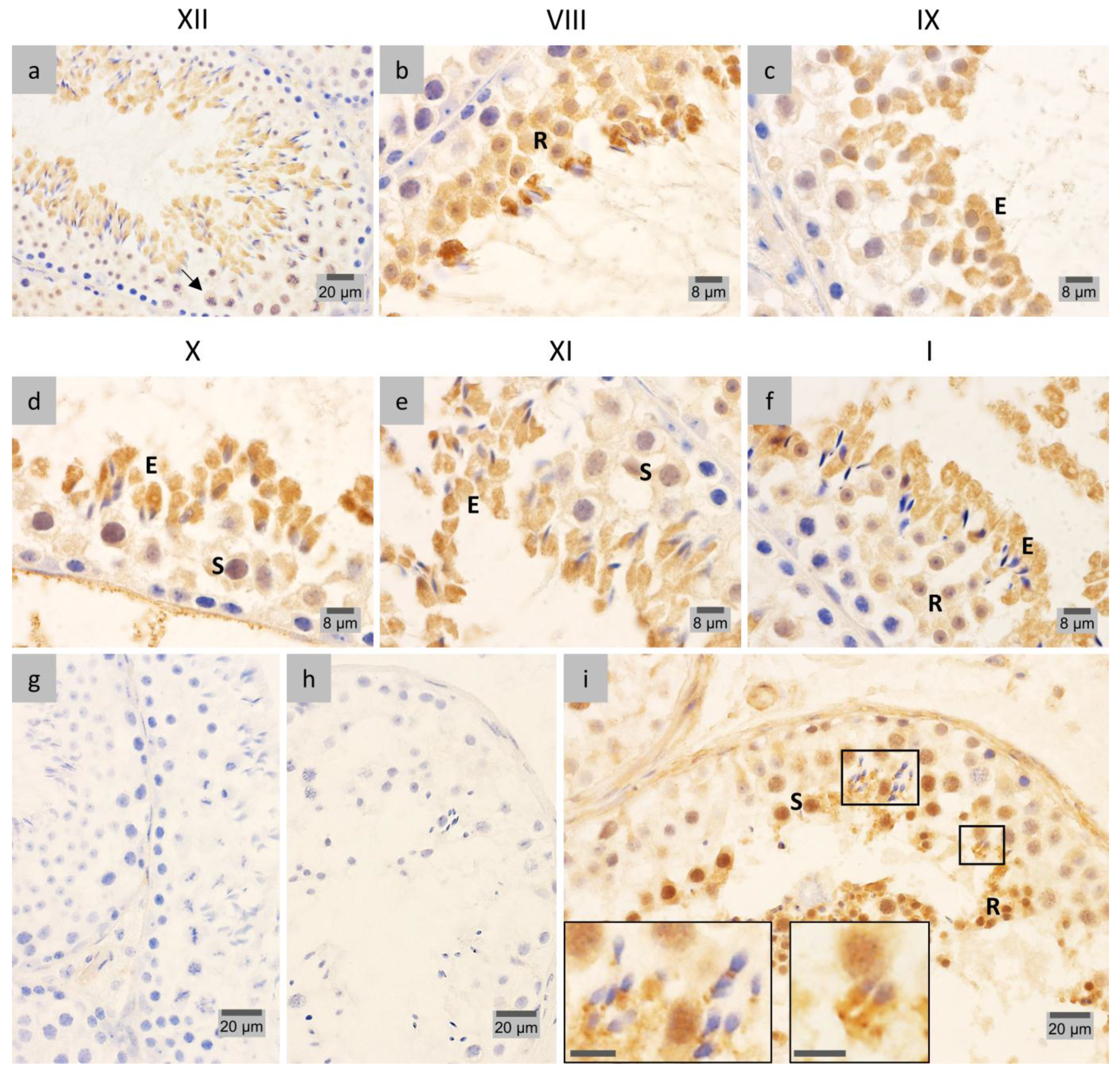 Membranes 07 00022 g004