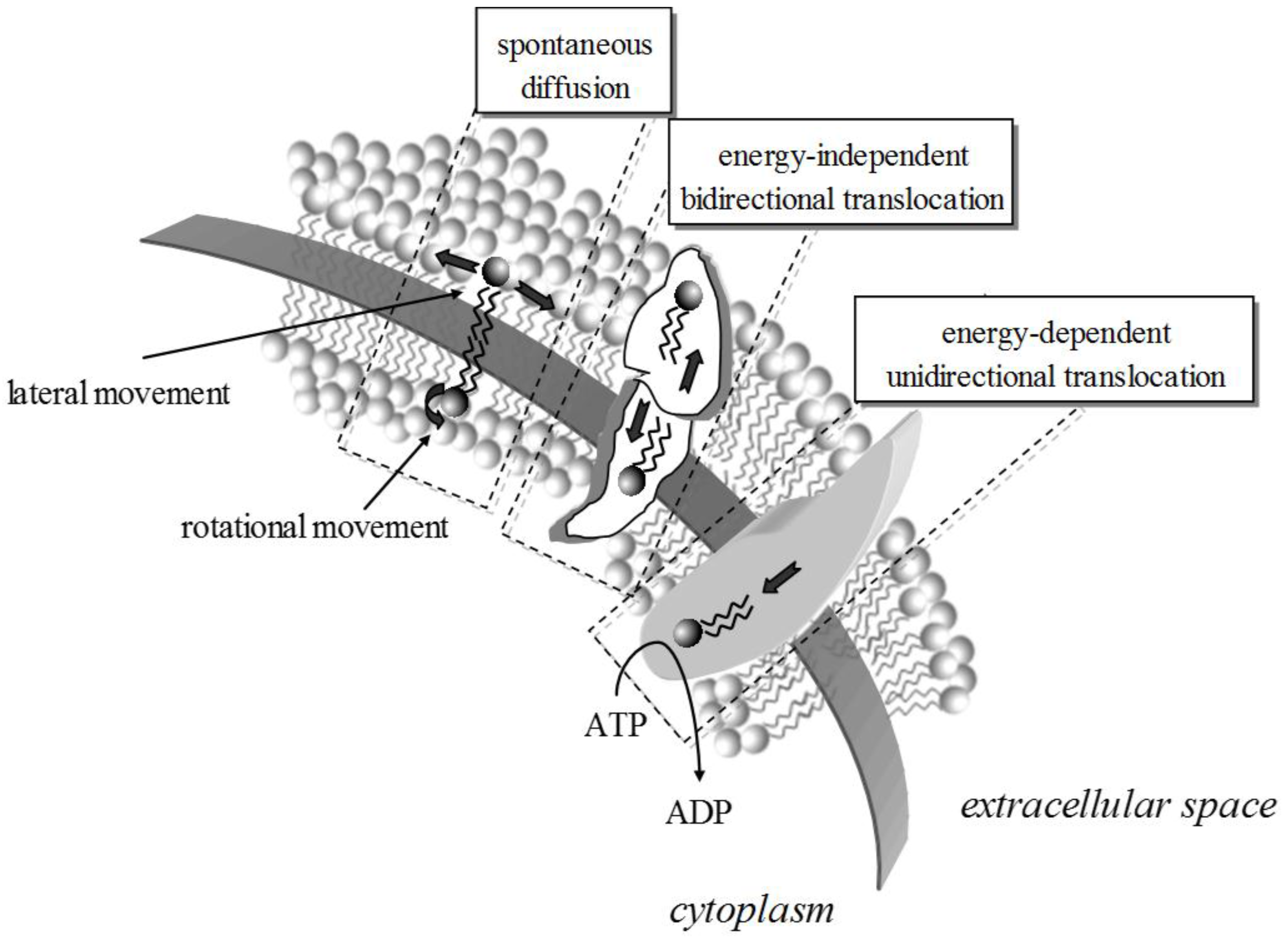 Membranes 07 00038 g001