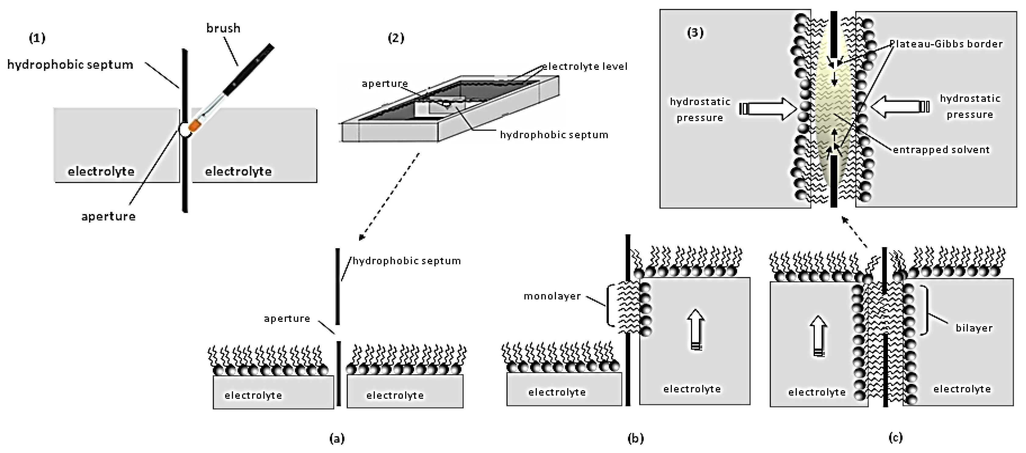 Membranes 07 00038 g002