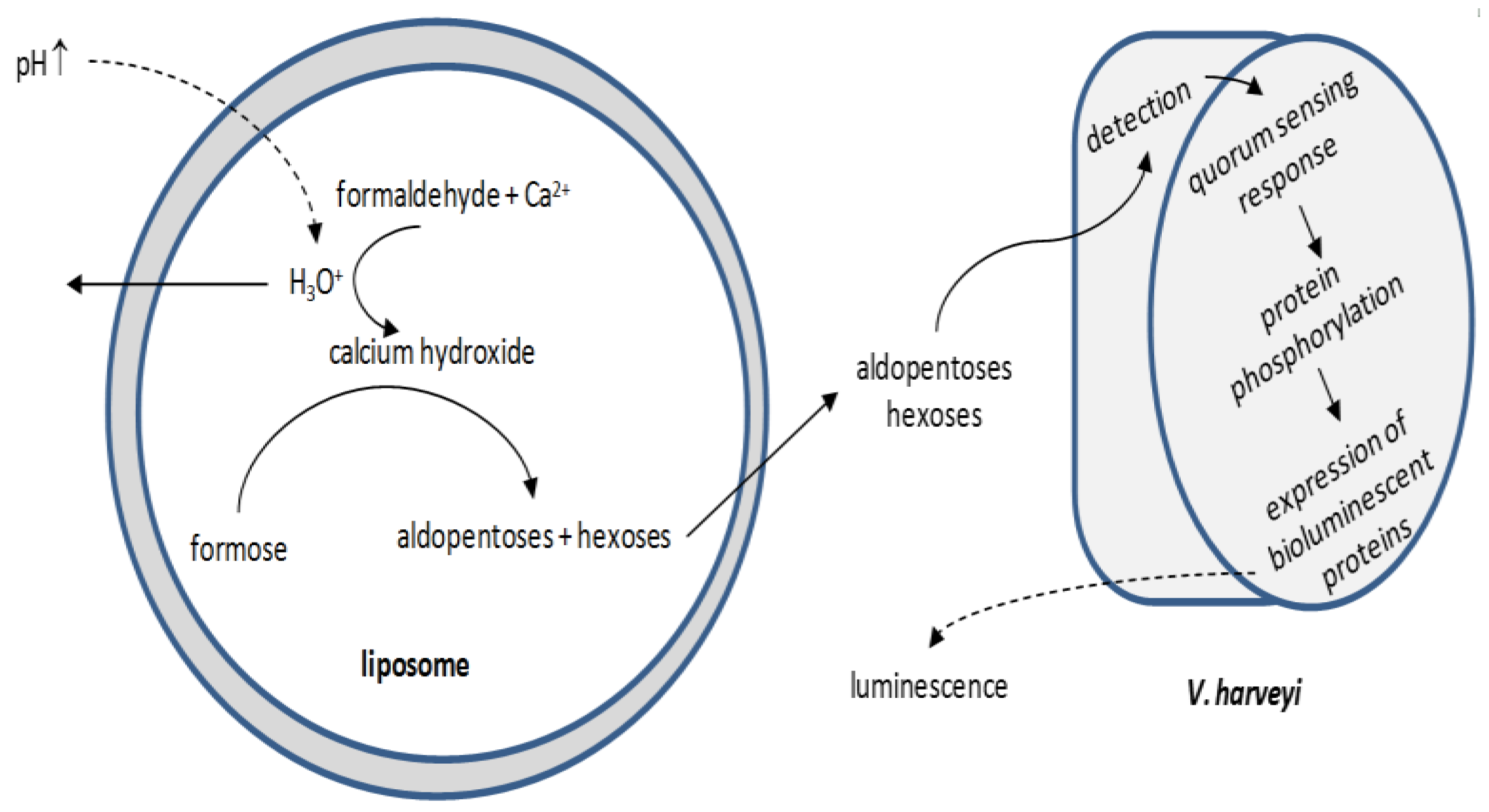 Membranes 07 00038 g006