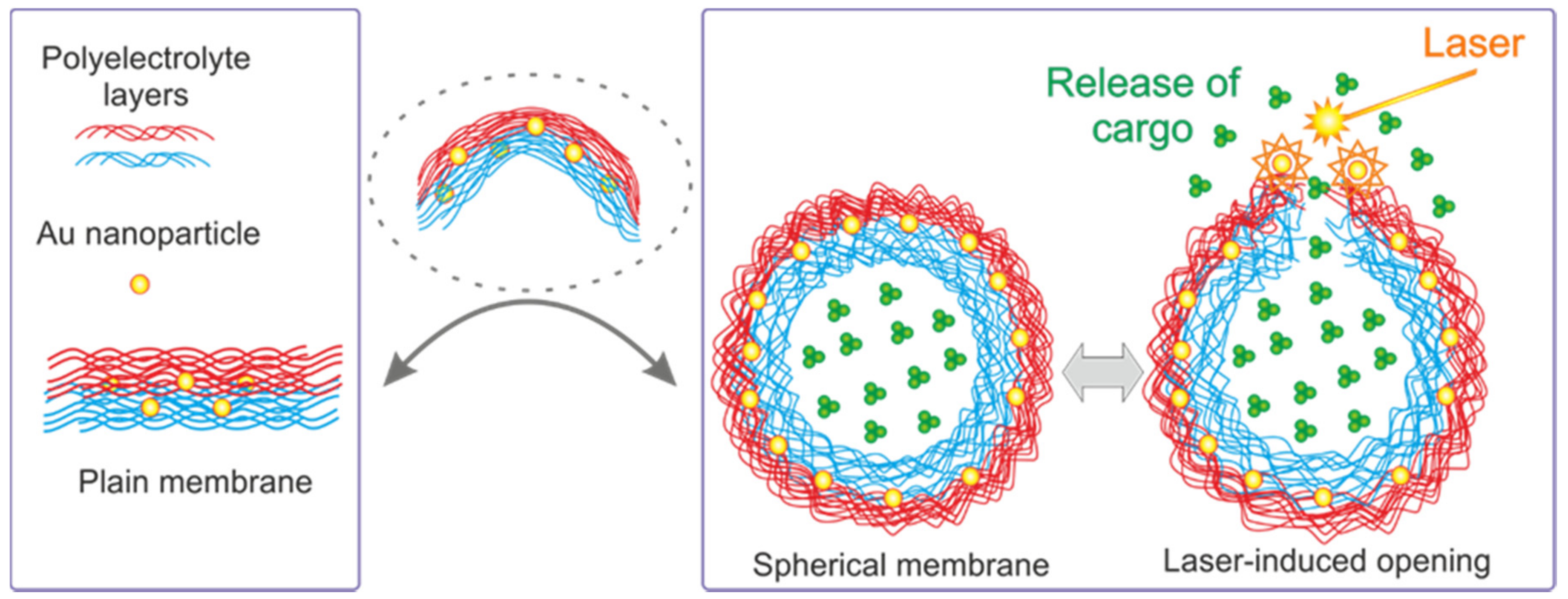 Membranes 07 00044 g001