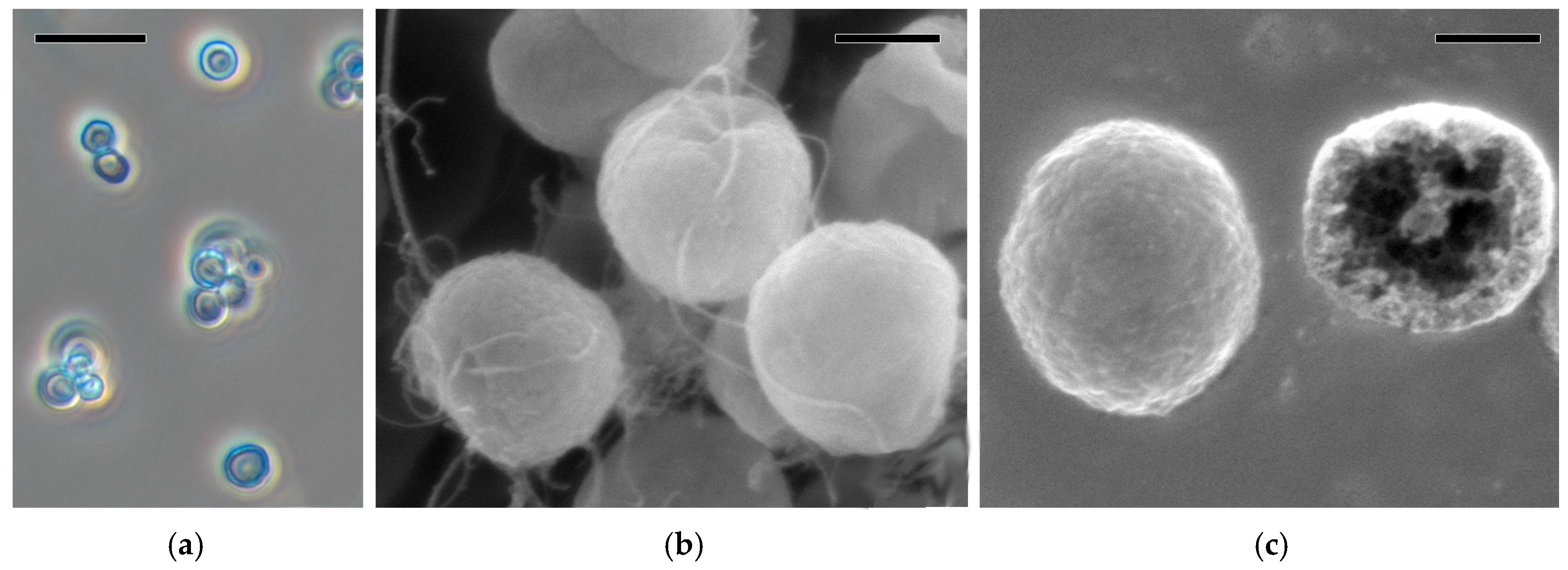 Membranes 09 00053 g003