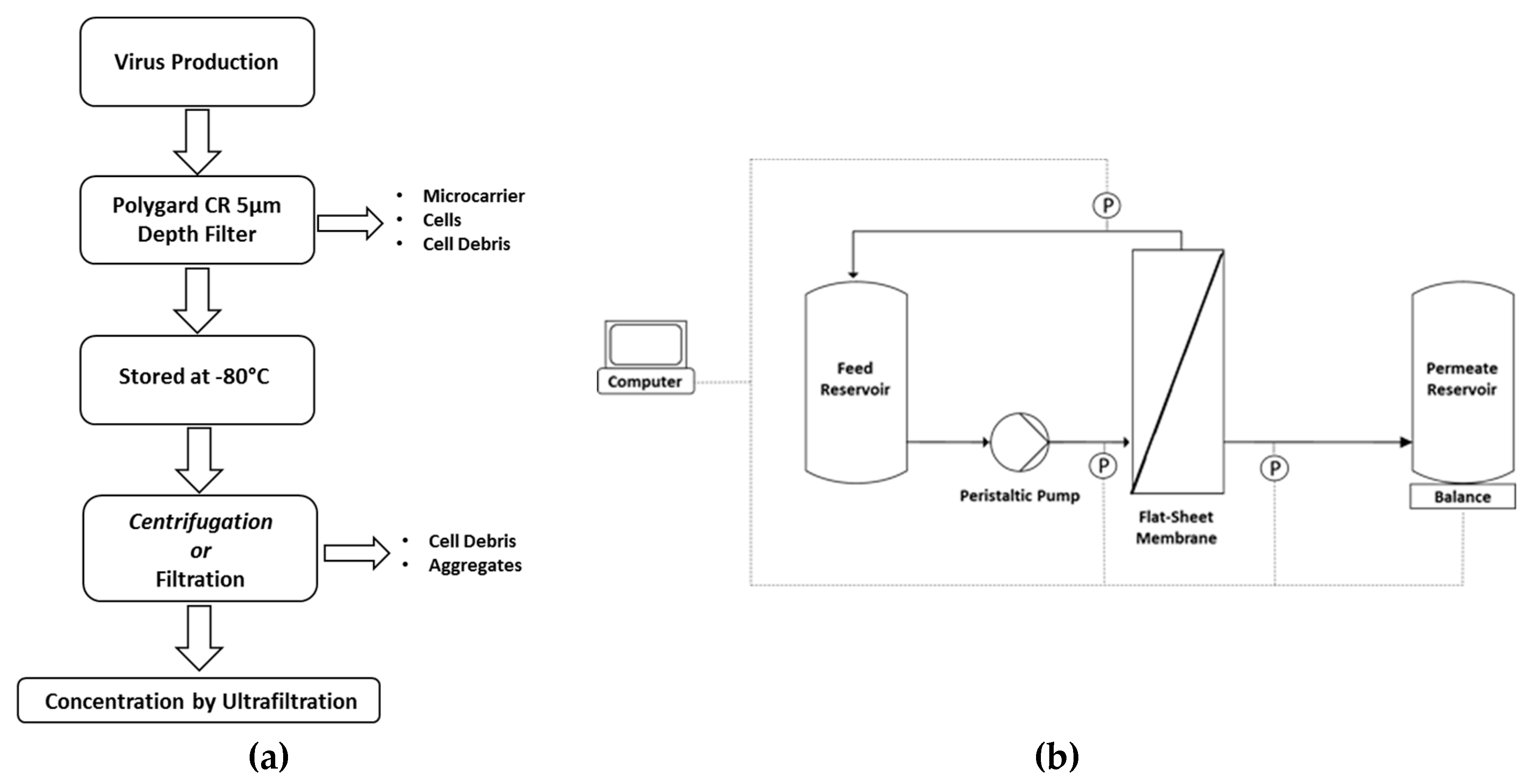 tangential flow filtration diafiltration