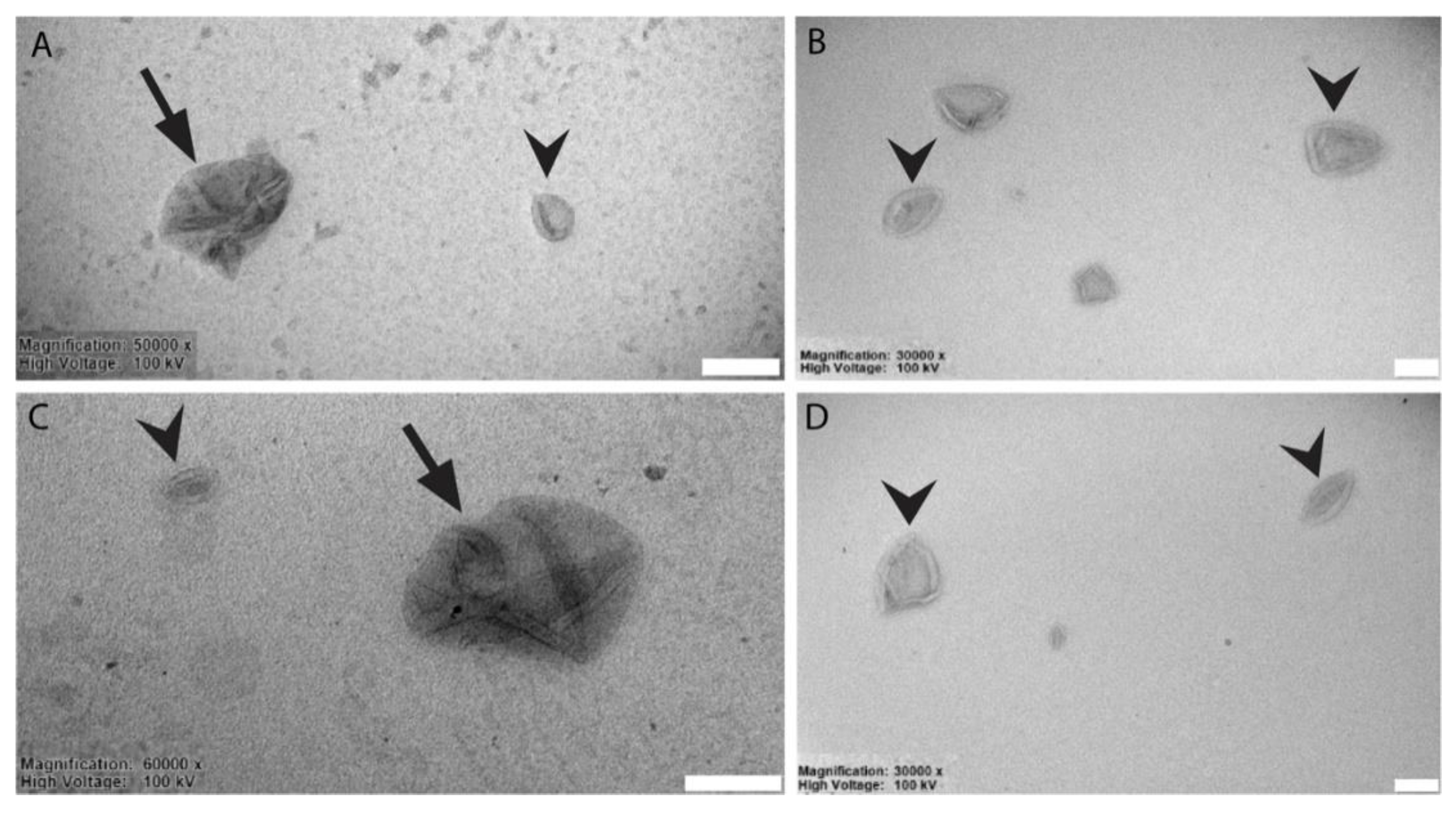 Membranes 10 00091 g003 Membranes 10 00091 g003