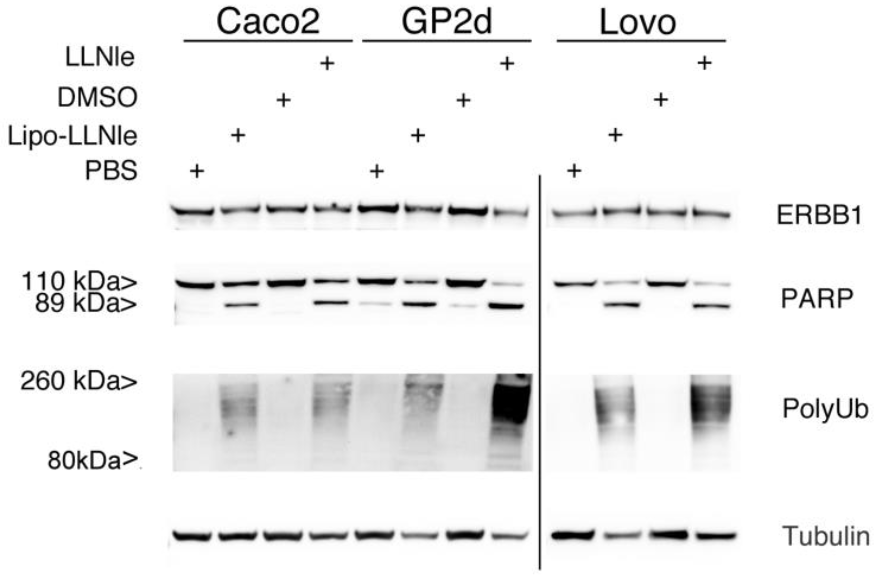 Membranes 10 00091 g005 Membranes 10 00091 g005