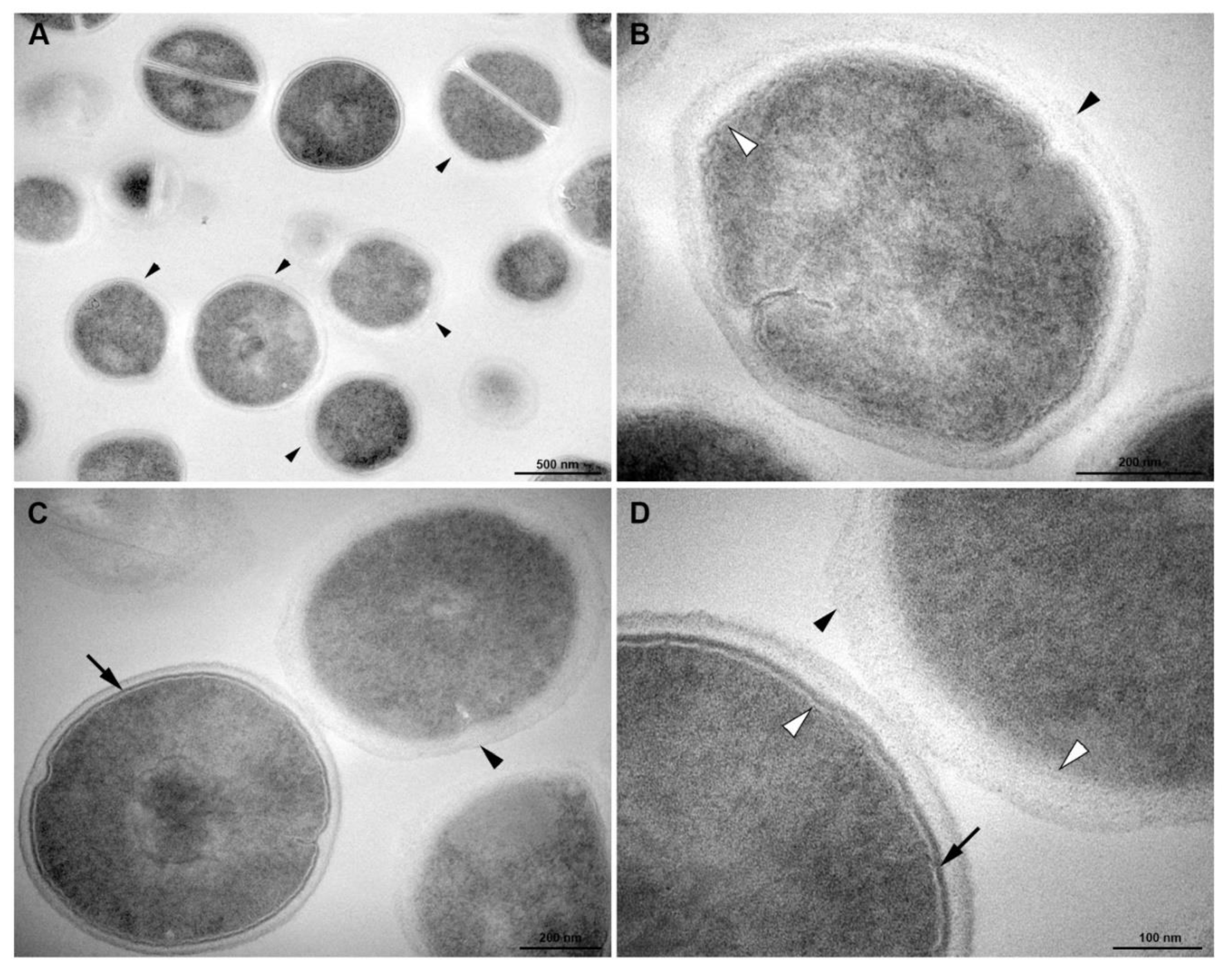 Membranes 10 00130 g007 Membranes 10 00130 g007