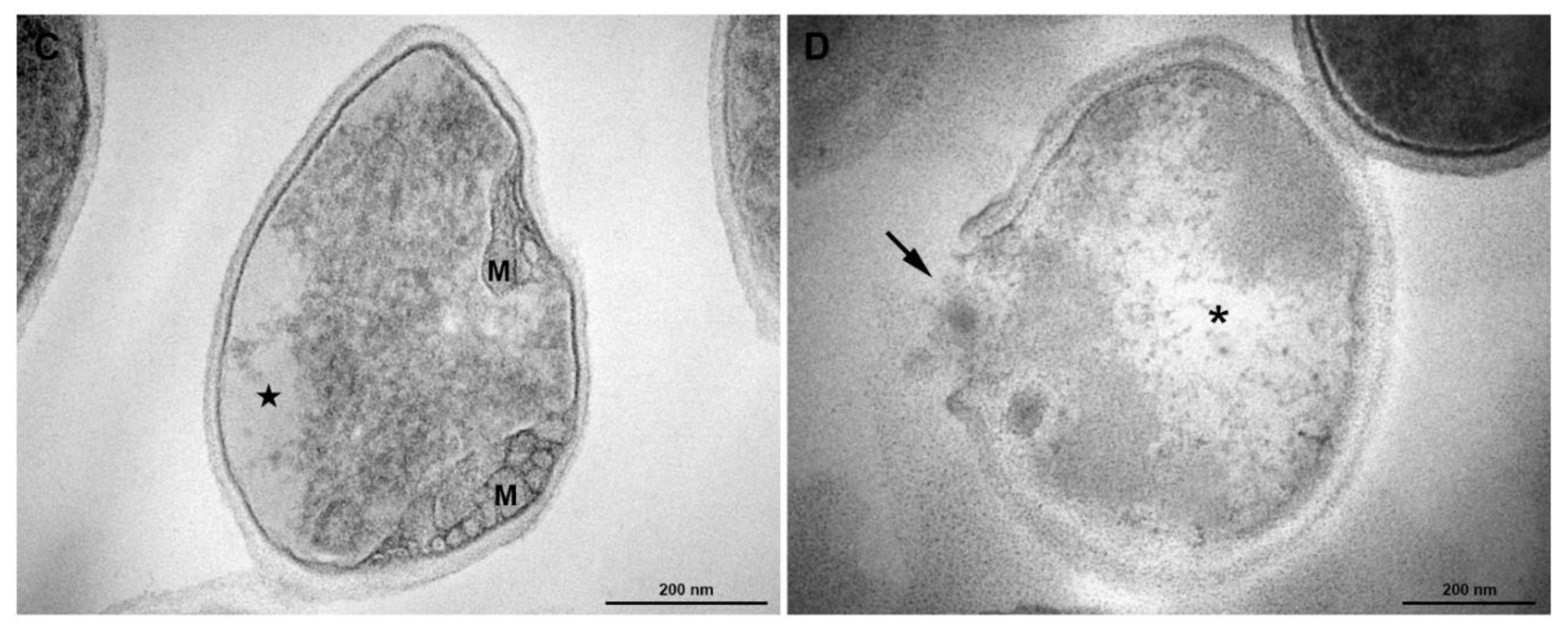 Membranes 10 00130 g008b Membranes 10 00130 g008b