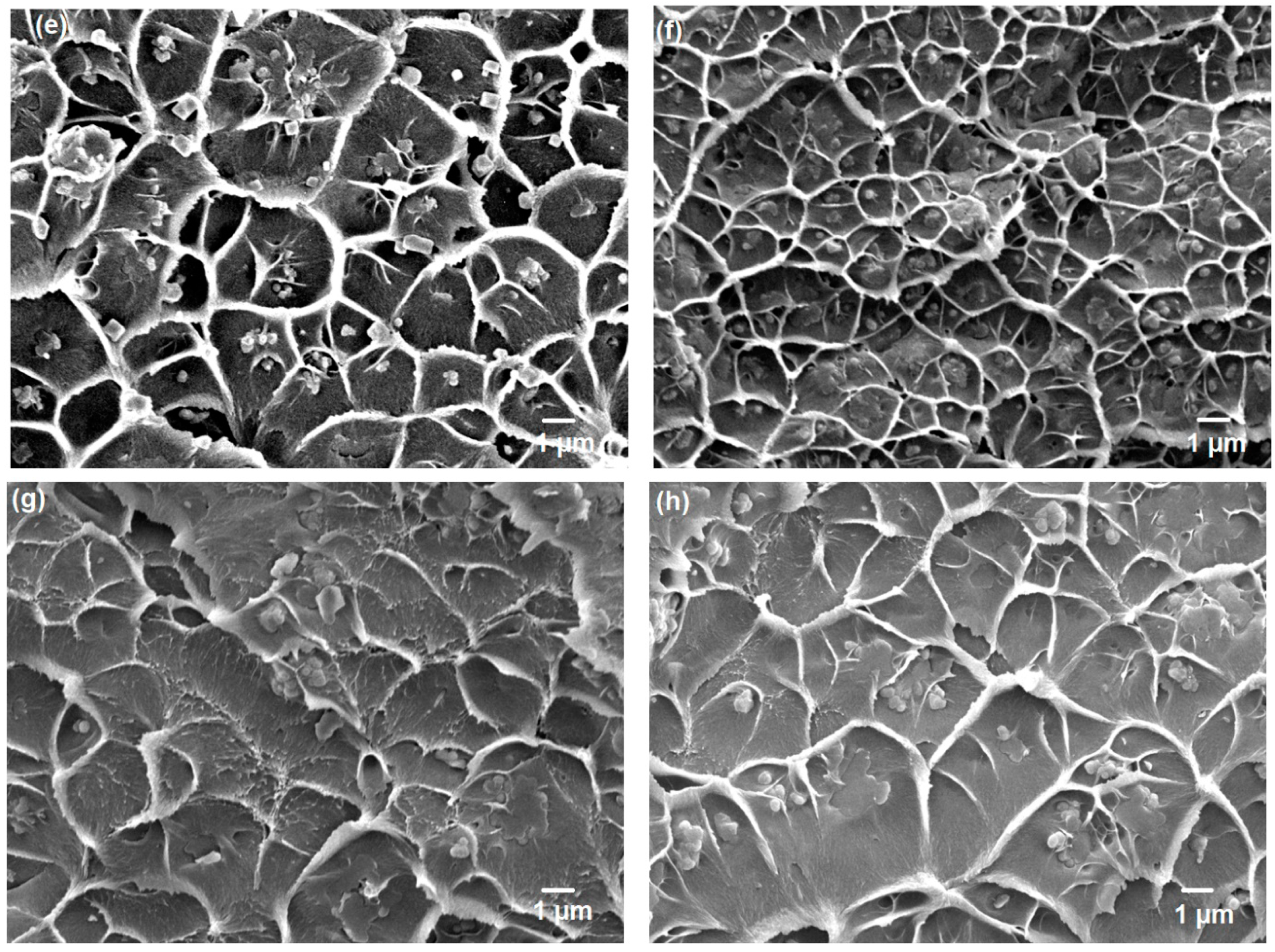 Membranes 10 00154 g007b