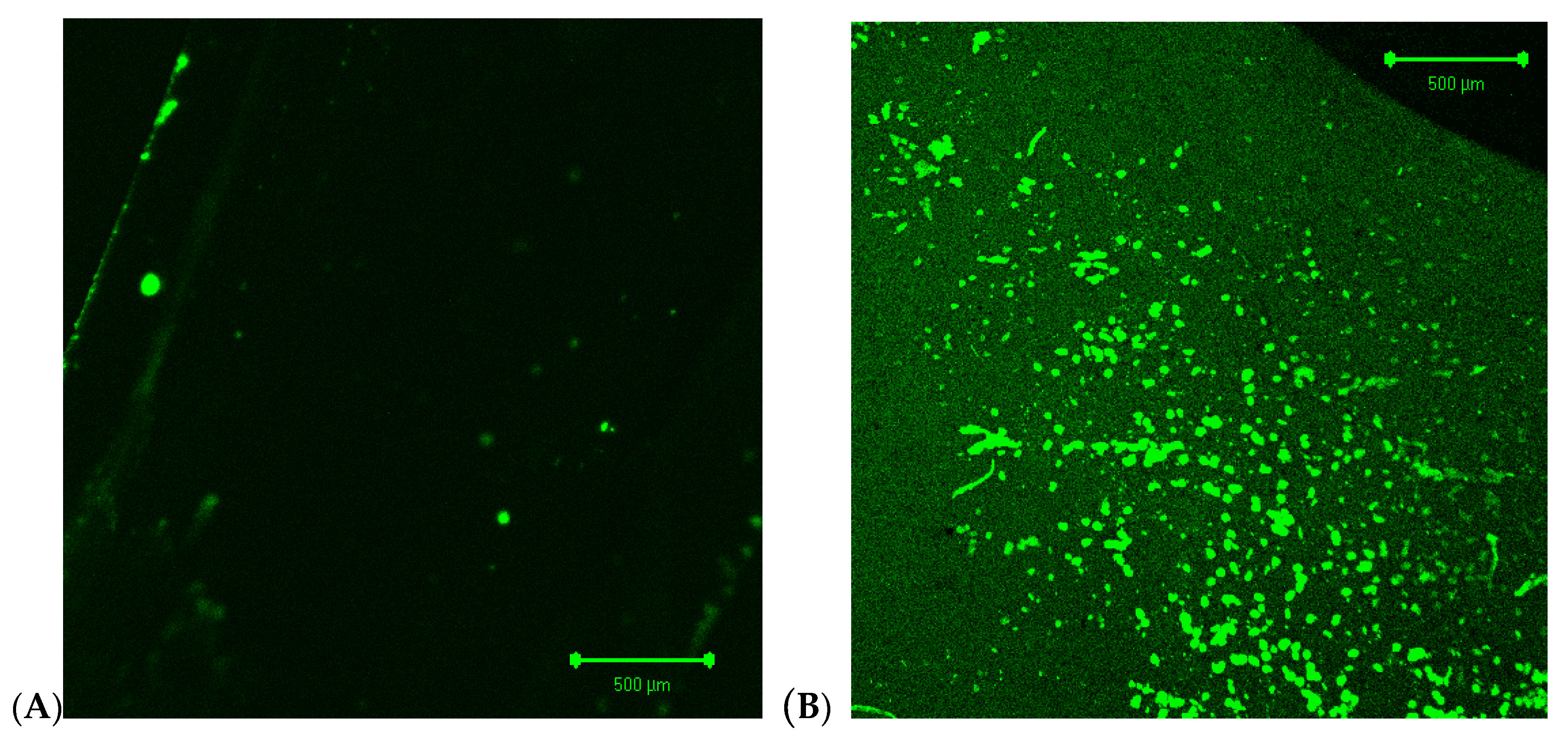 Membranes 10 00158 g010