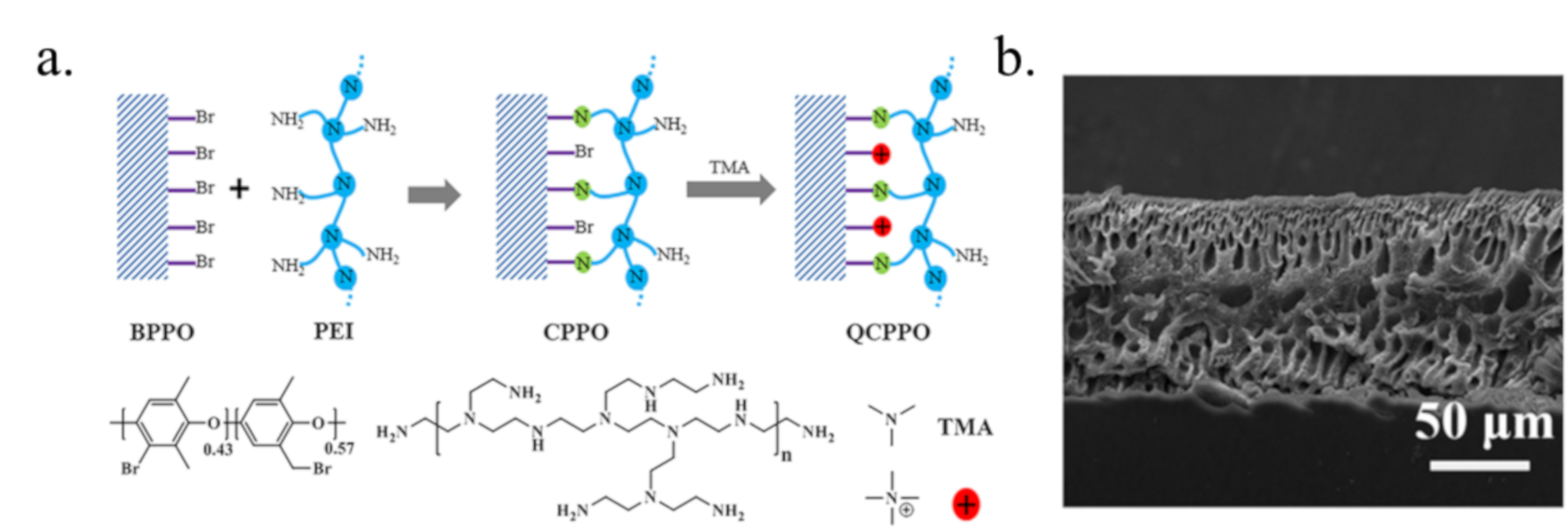 Membranes 10 00169 g005 Membranes 10 00169 g005