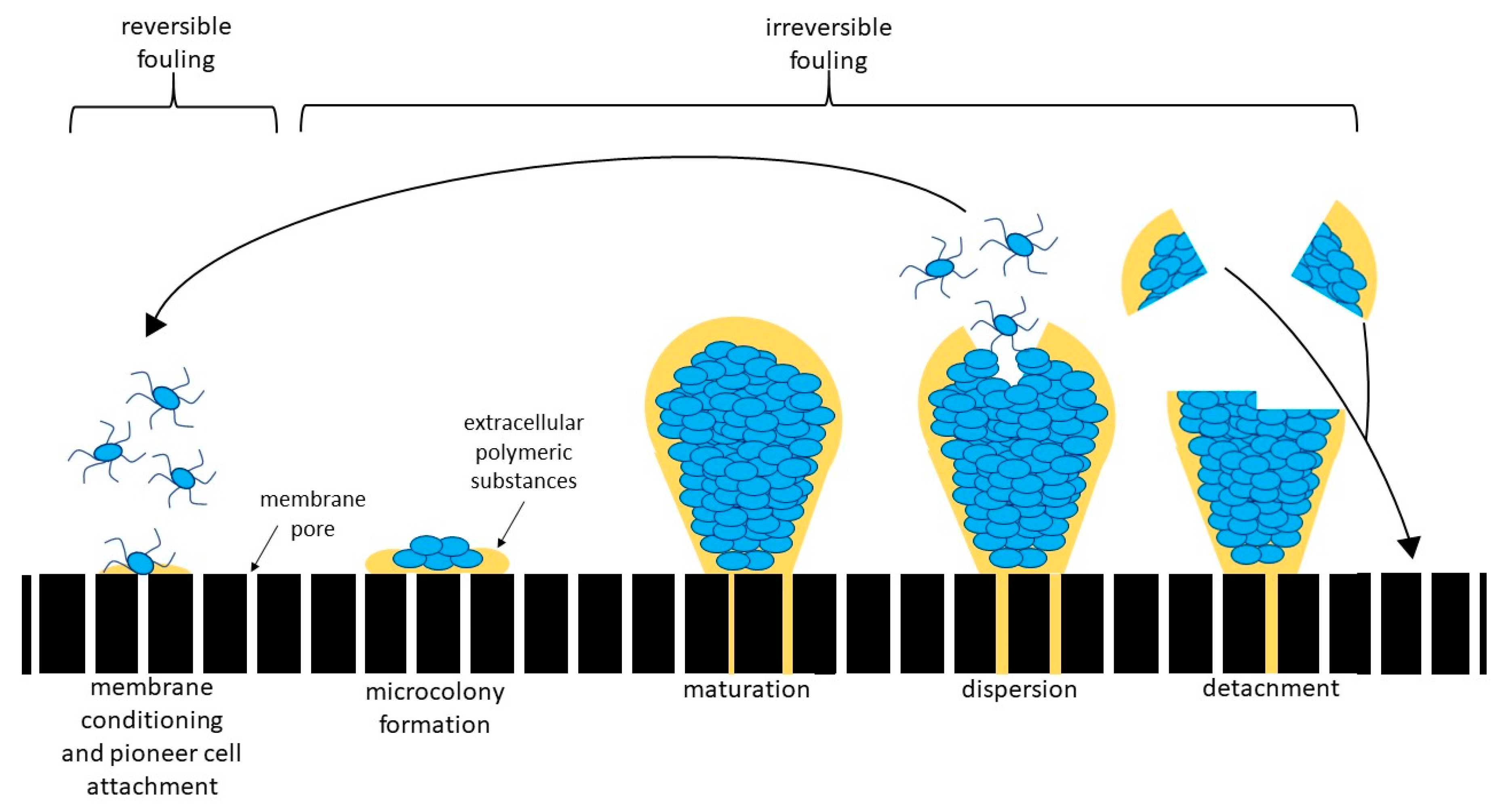 Membranes 10 00211 g001 Membranes 10 00211 g001