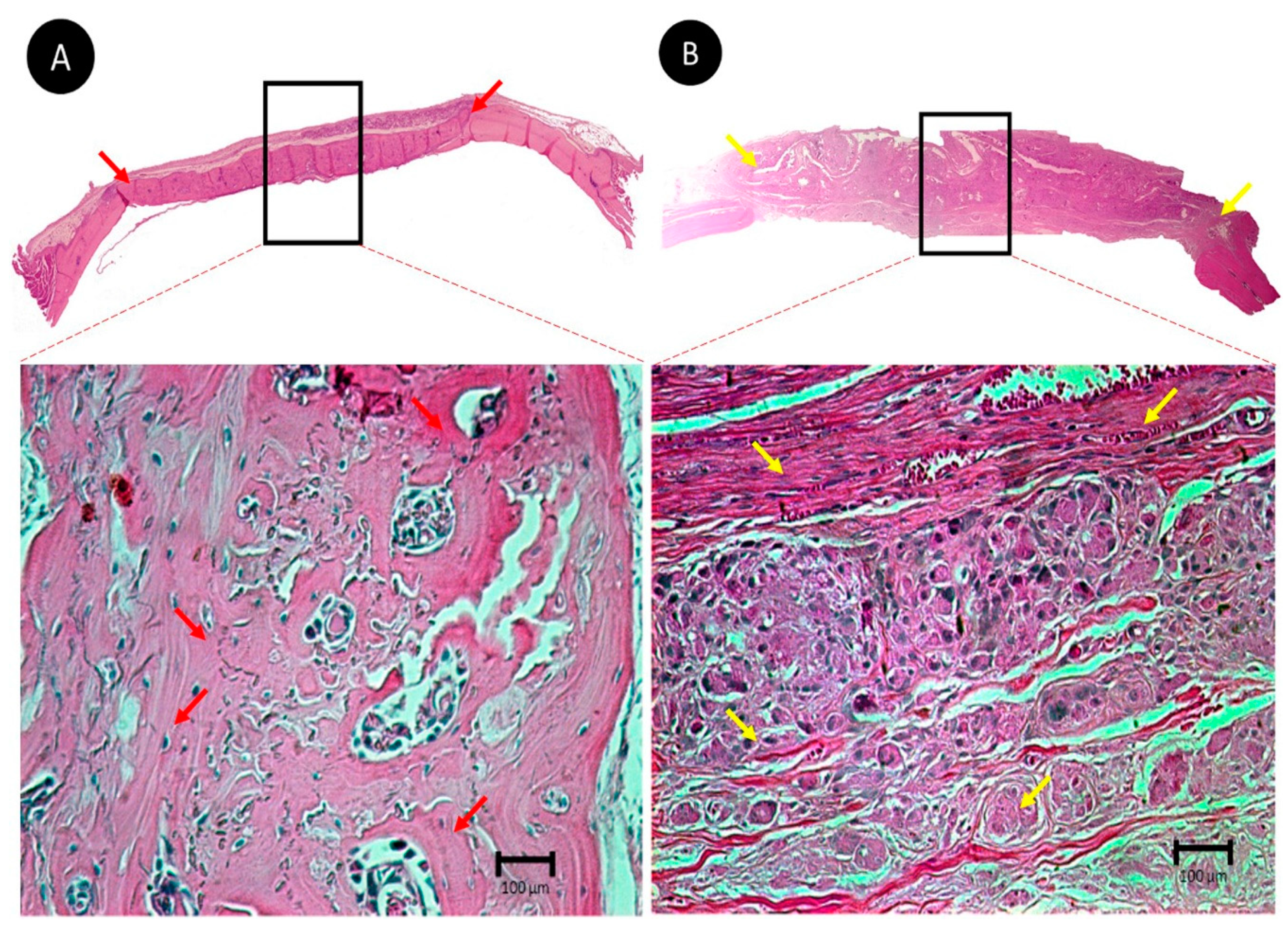 Membranes 10 00230 g004 Membranes 10 00230 g004