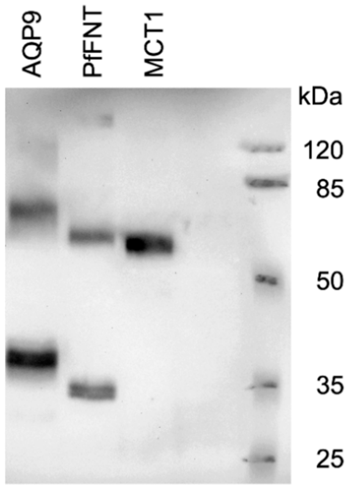 Membranes 10 00236 g002