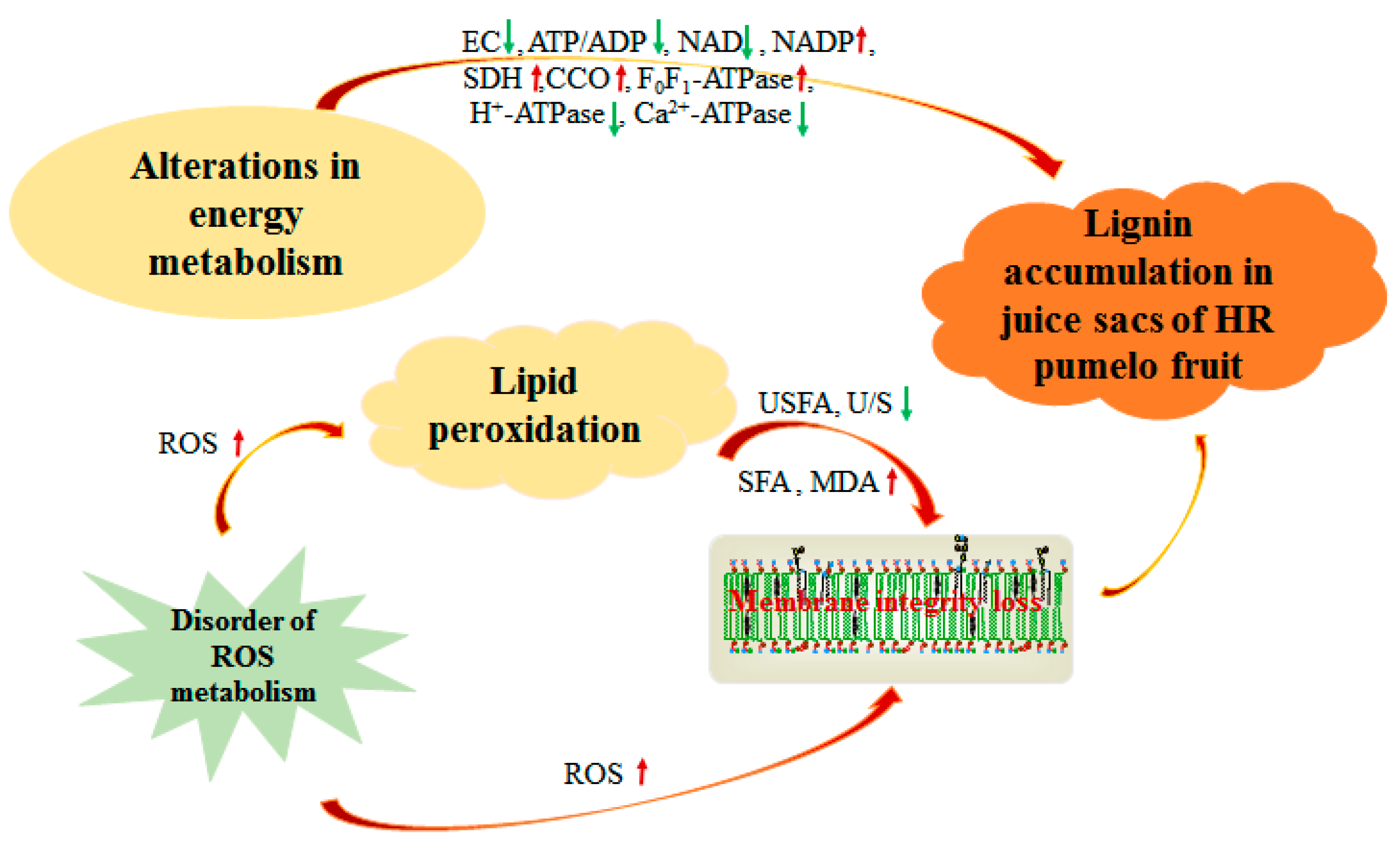 日本最級 The Involvement Peroxidation Lipid and Metabolism Energy of スーツ・フォーマル・ドレス