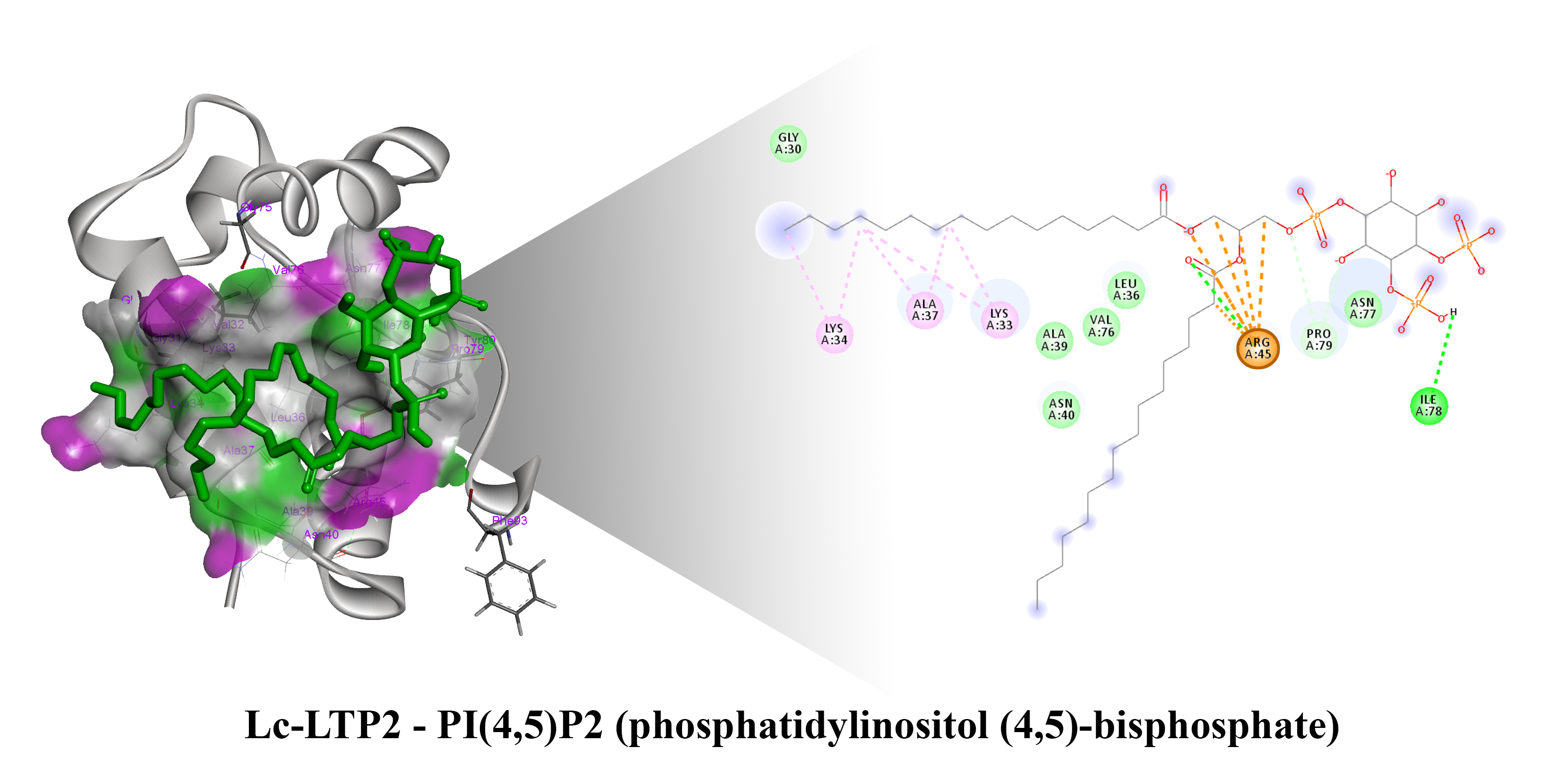 Membranes Free Full Text Interaction Between The Lentil Lipid membranes-free-full-text-interaction-between-the-lentil-lipid