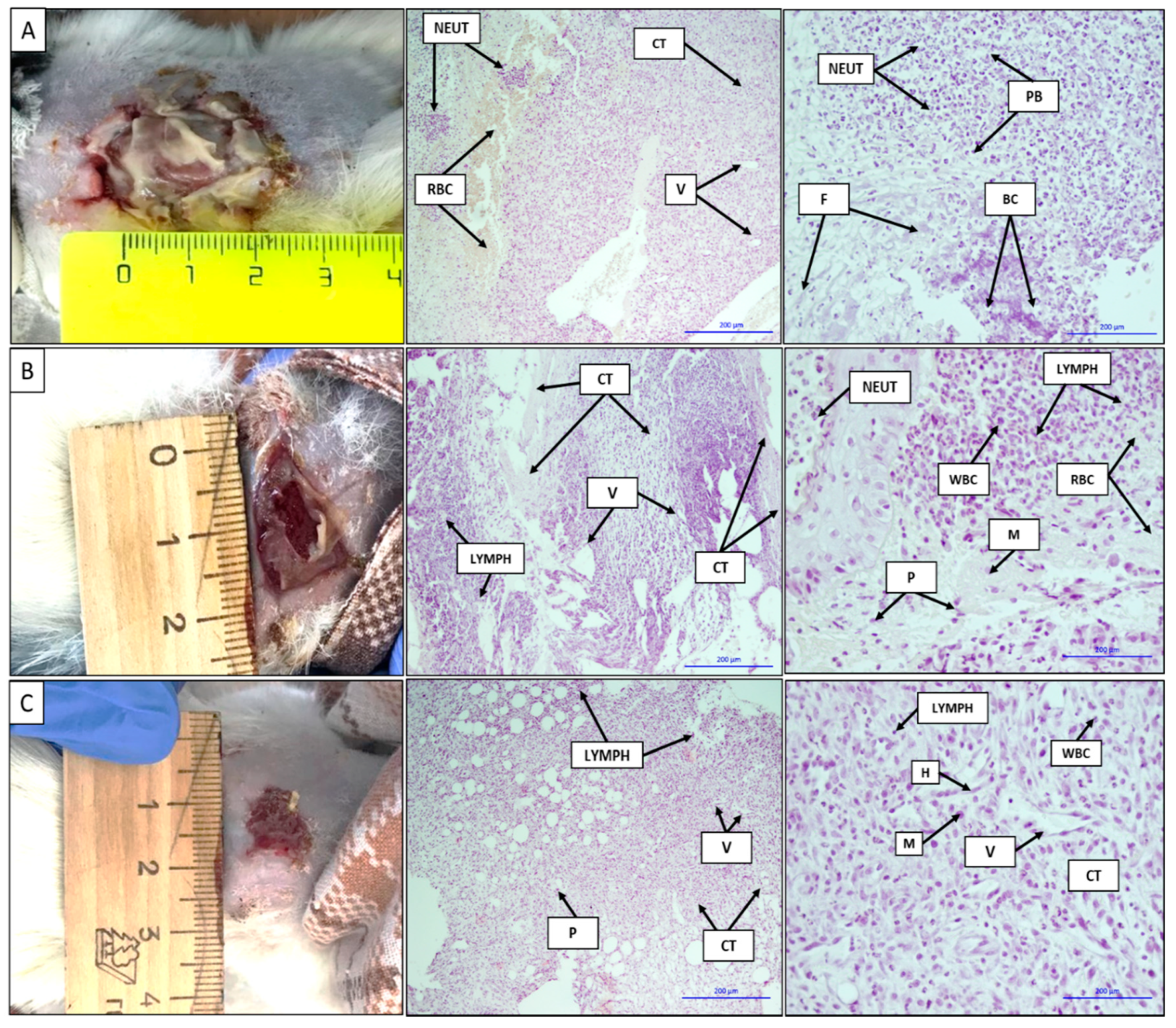 Membranes 11 00021 g006