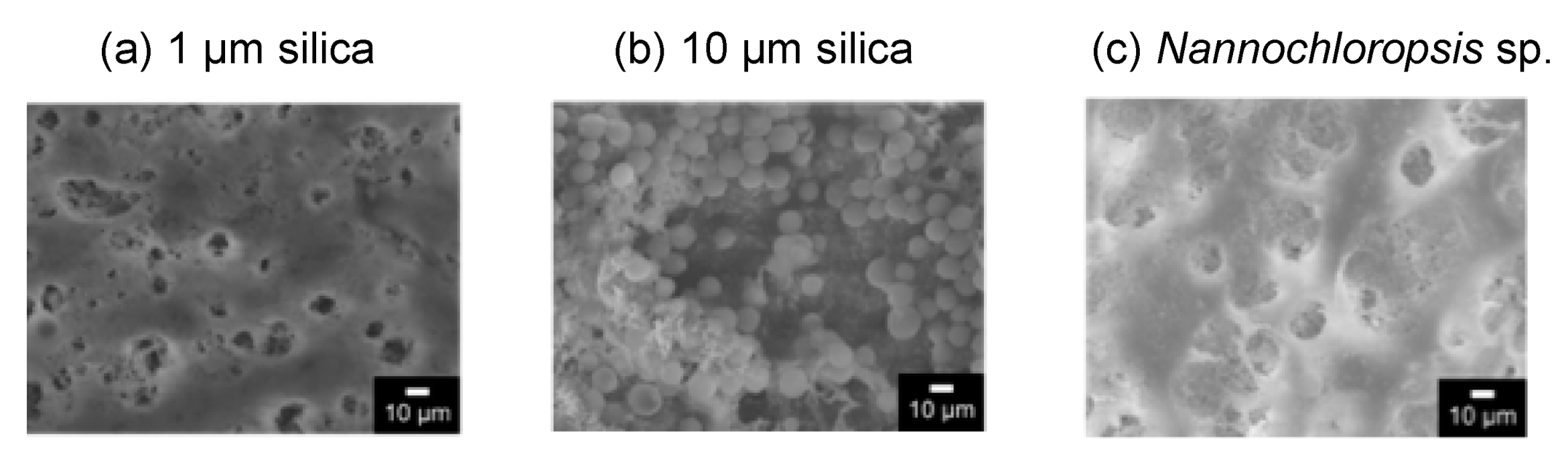 Membranes 11 00071 g006