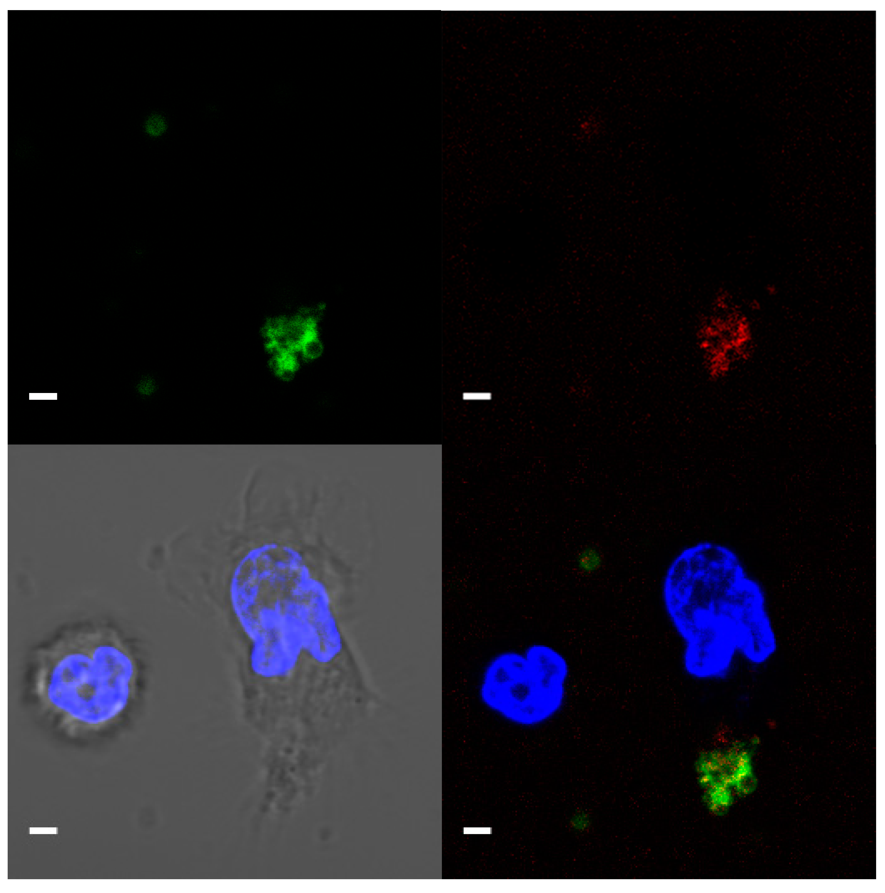 Membranes 11 00218 g003 Membranes 11 00218 g003