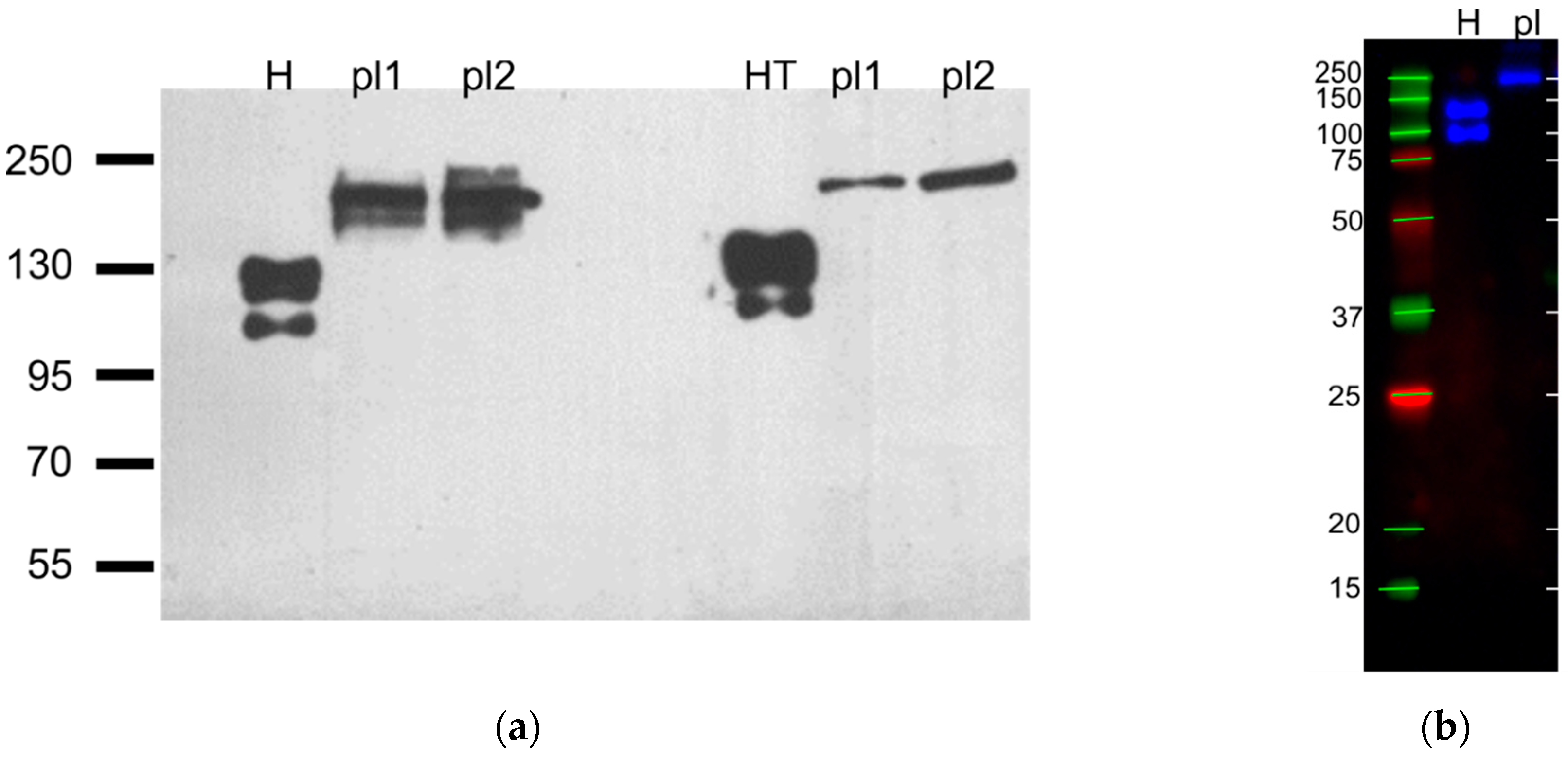 Membranes 11 00218 g005 Membranes 11 00218 g005