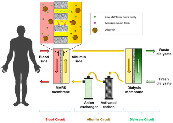 The Roles of Membrane Technology in Artificial Organs: Current ...