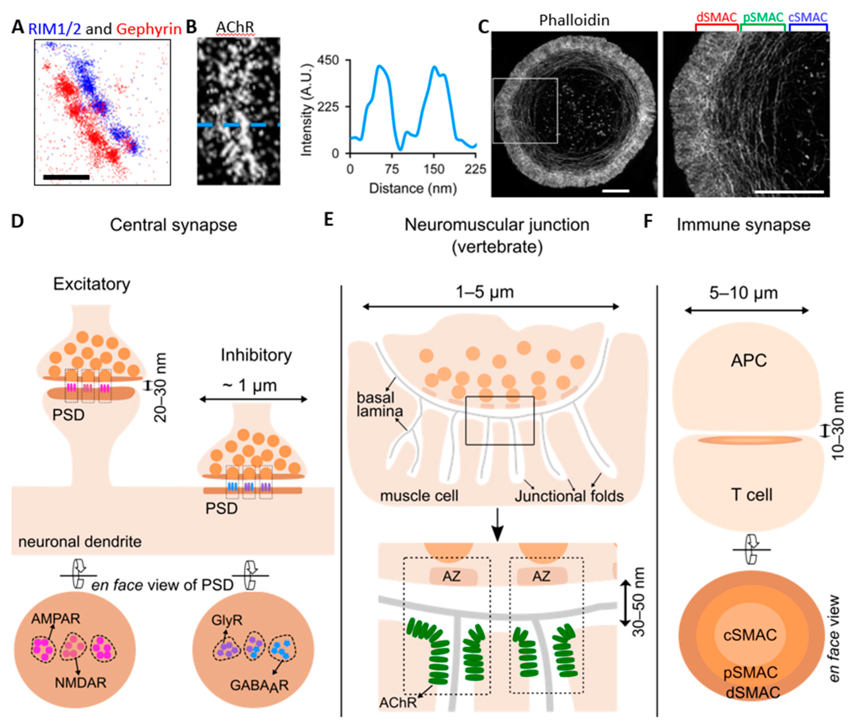 Neurexin-3 subsynaptic densities are spatially distinct from Neurexin-1 and  essential for excitatory synapse nanoscale organization in the hippocampus