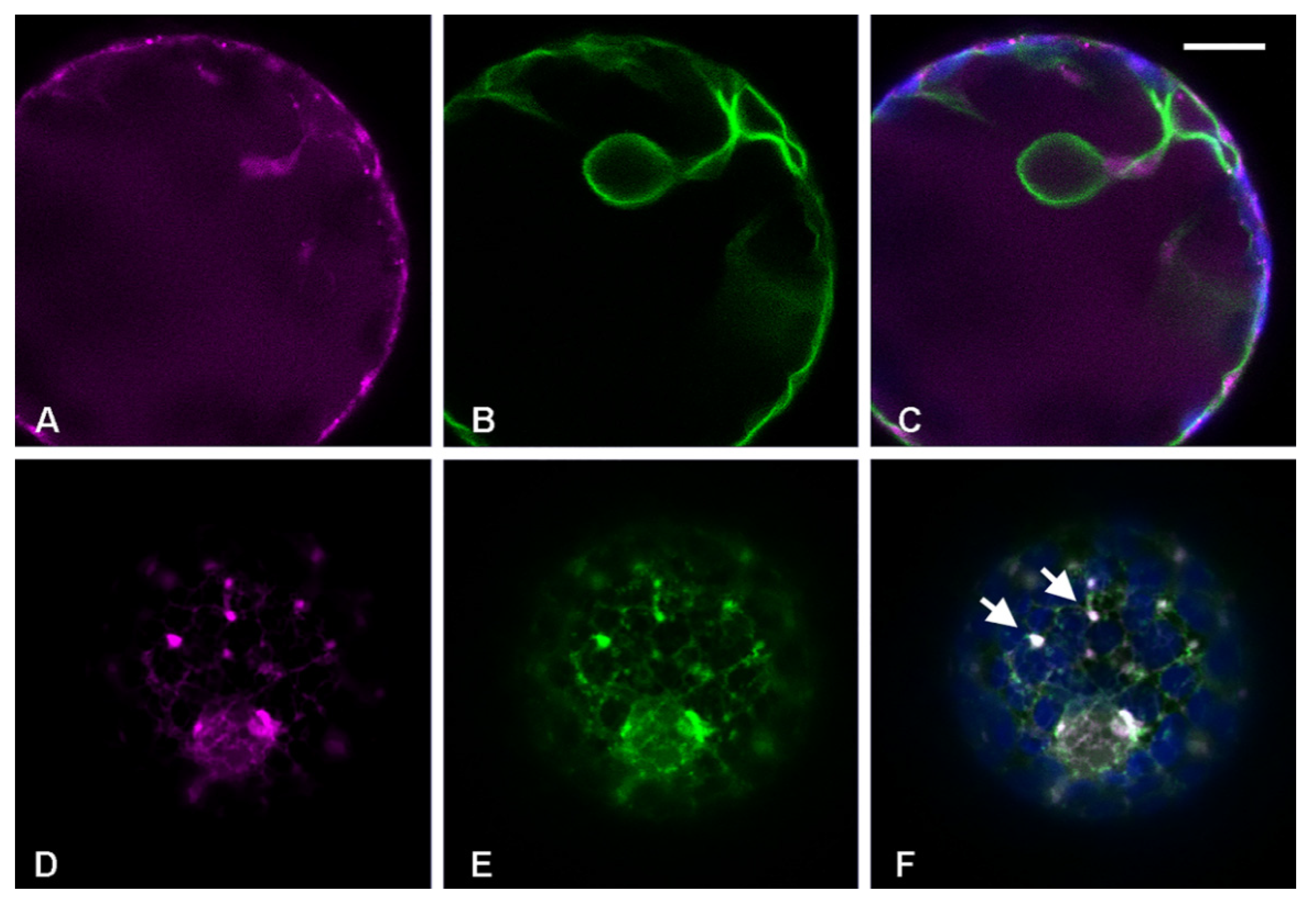 Membranes 11 00299 g006 Membranes 11 00299 g006