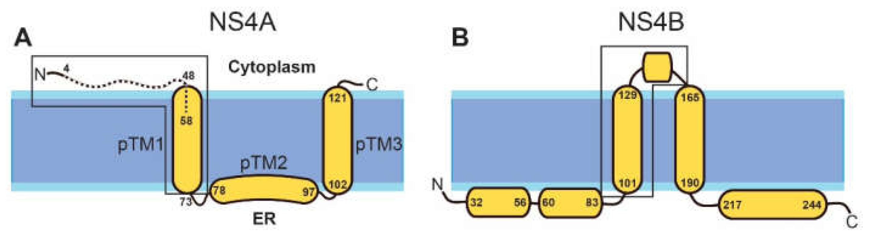Trimerization of the N-Terminal Tail of Zika Virus NS4A