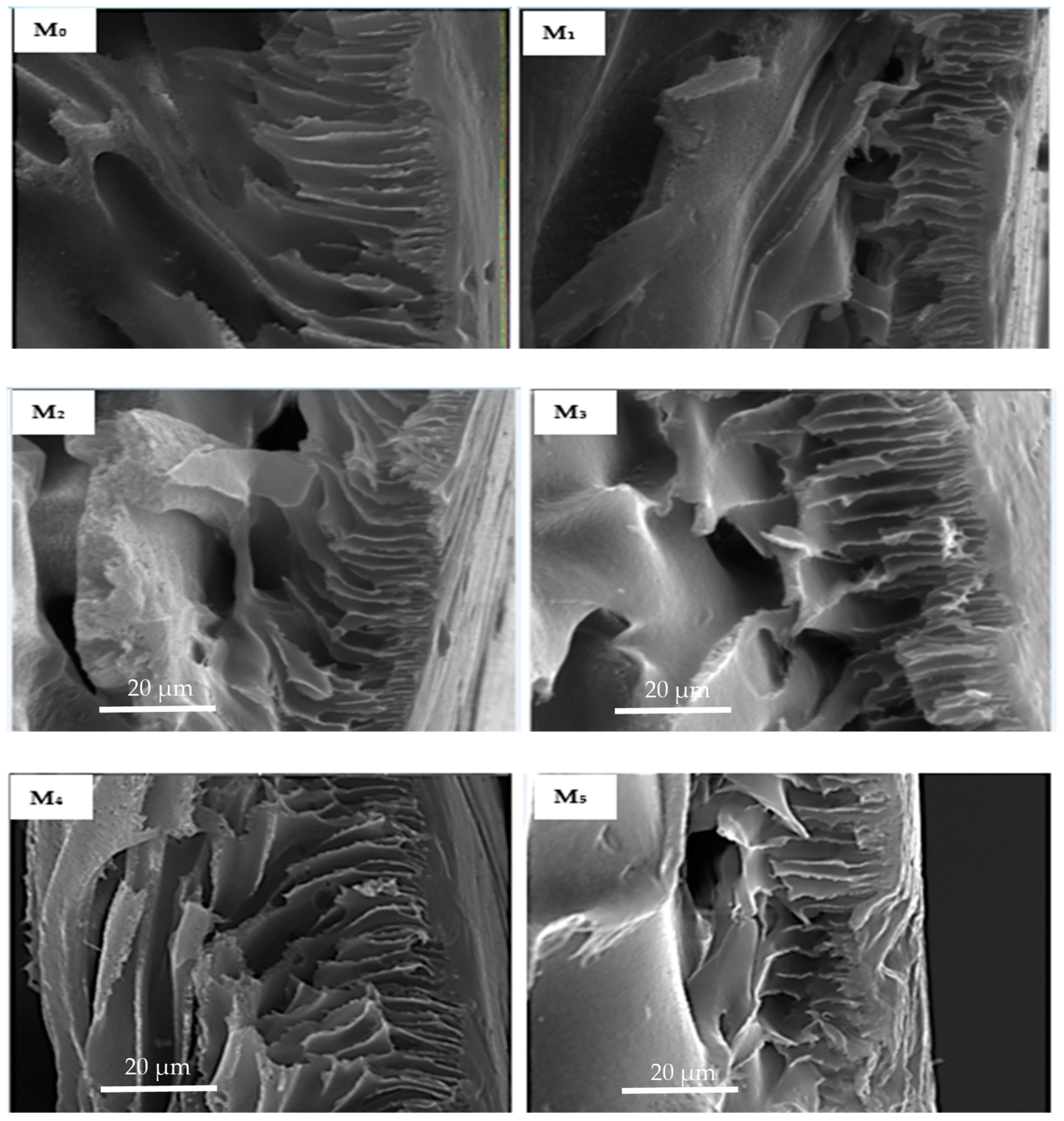 Membranes 11 00361 g005