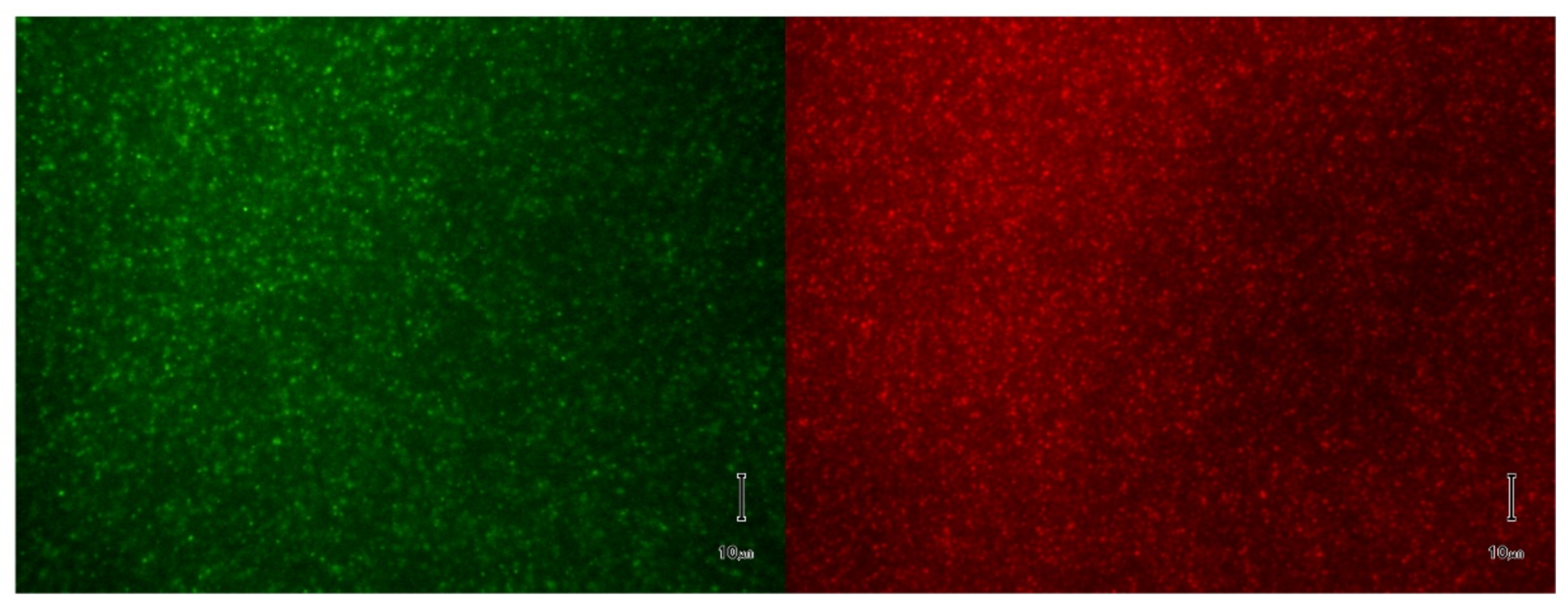 Membranes 11 00417 g003 Membranes 11 00417 g003