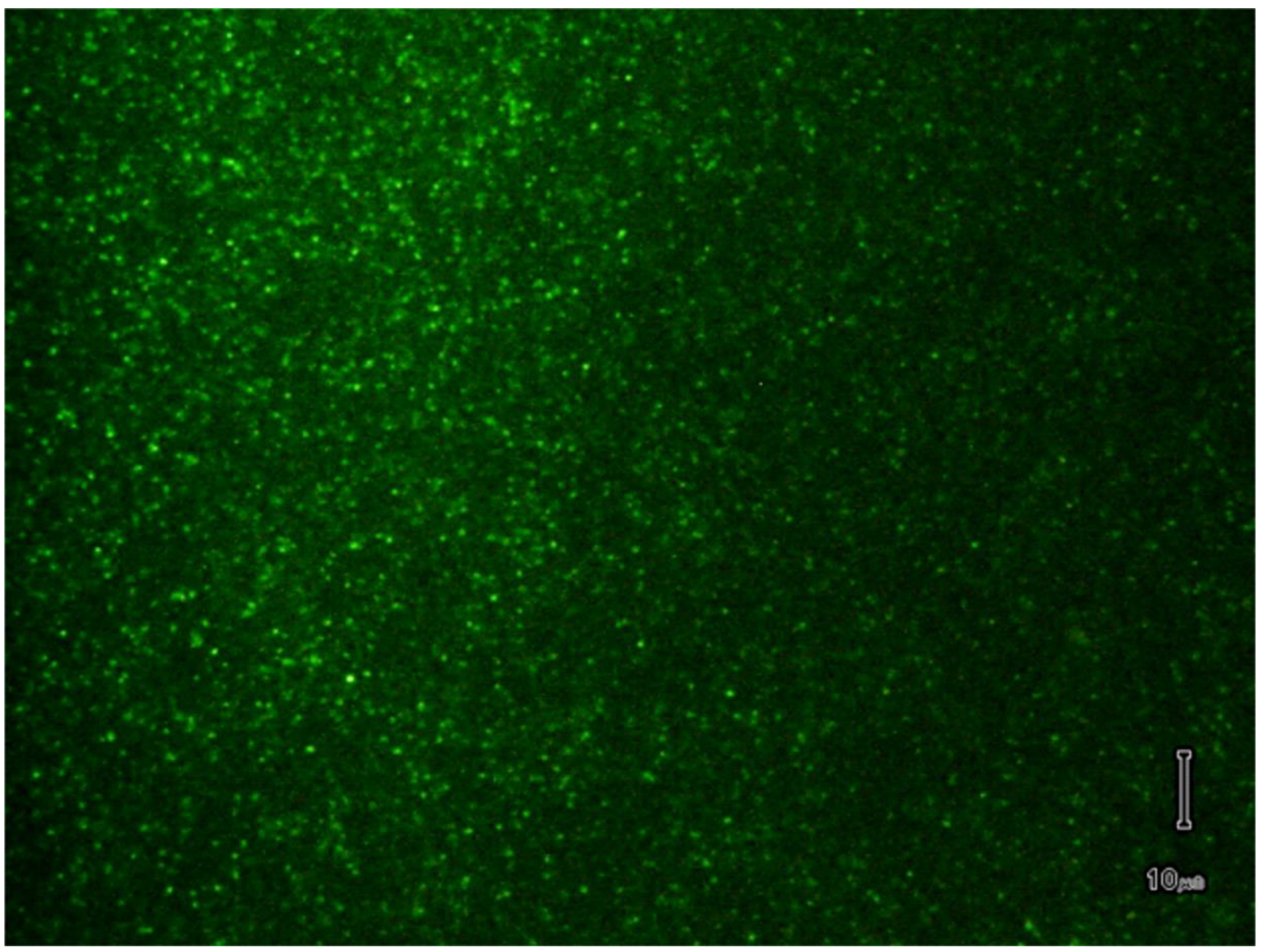 Membranes 11 00417 g004 Membranes 11 00417 g004