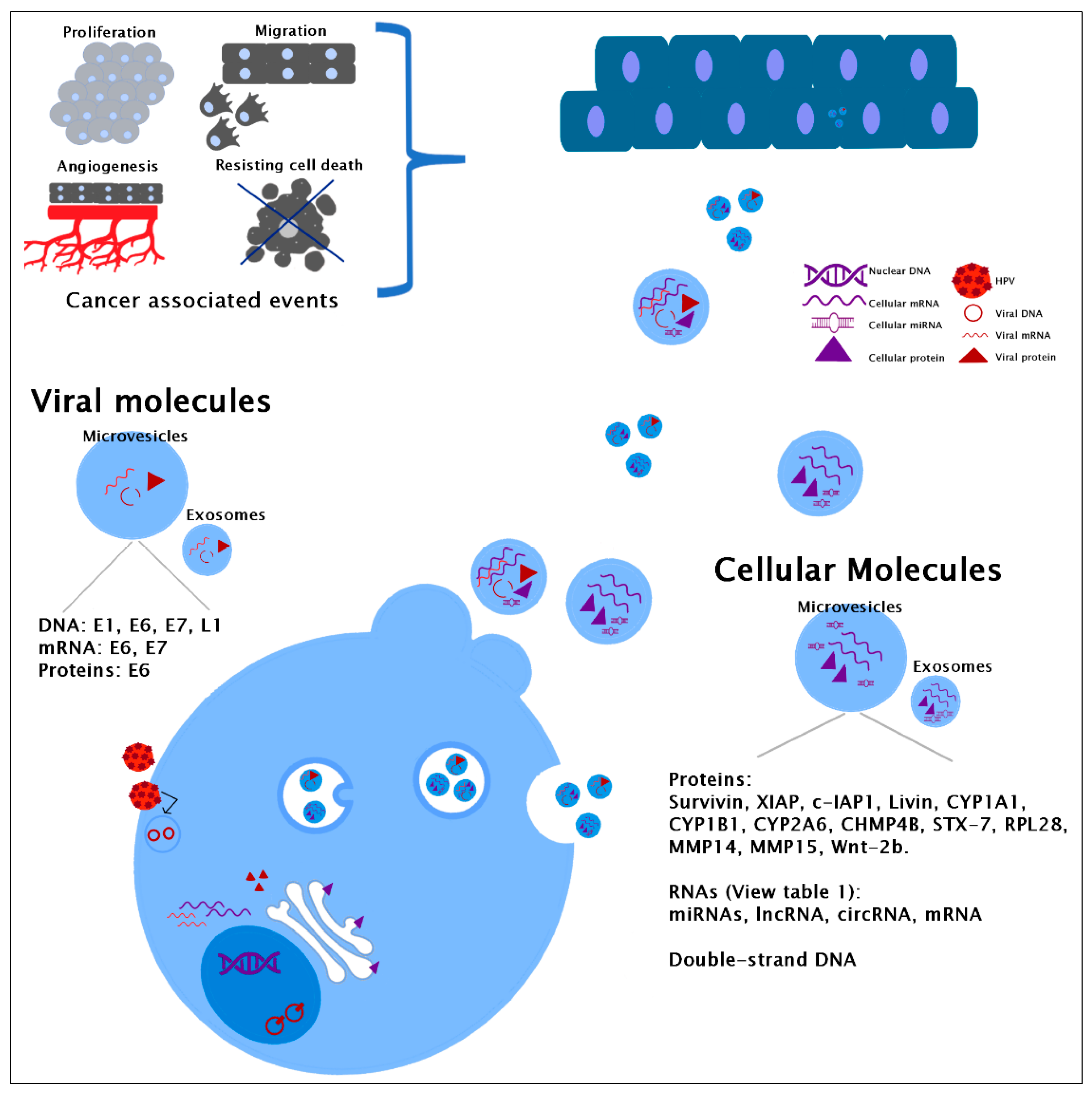 miR-130a and Tgfβ Content in Extracellular Vesicles Derived from