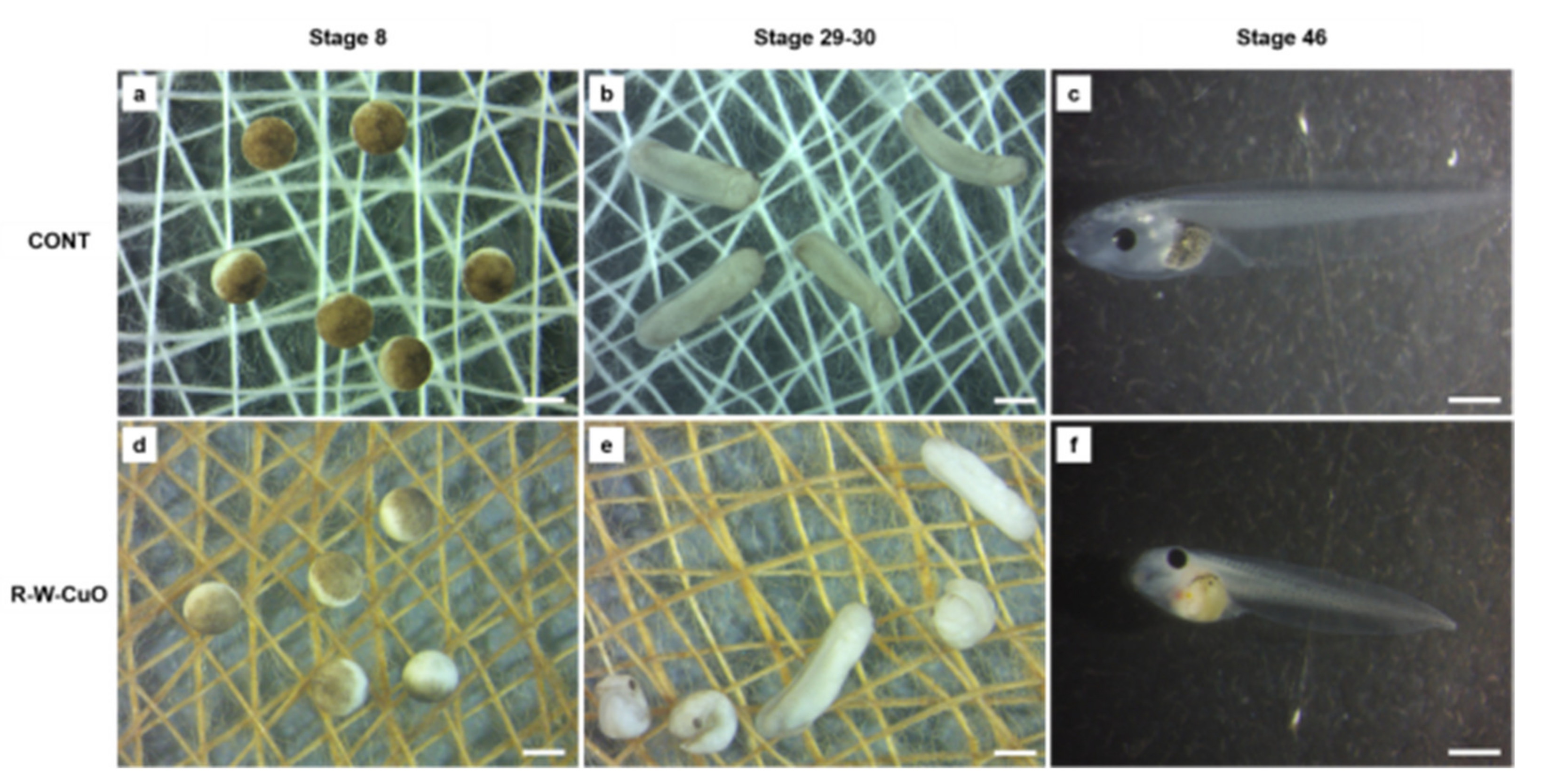Membranes 11 00462 g006 550
