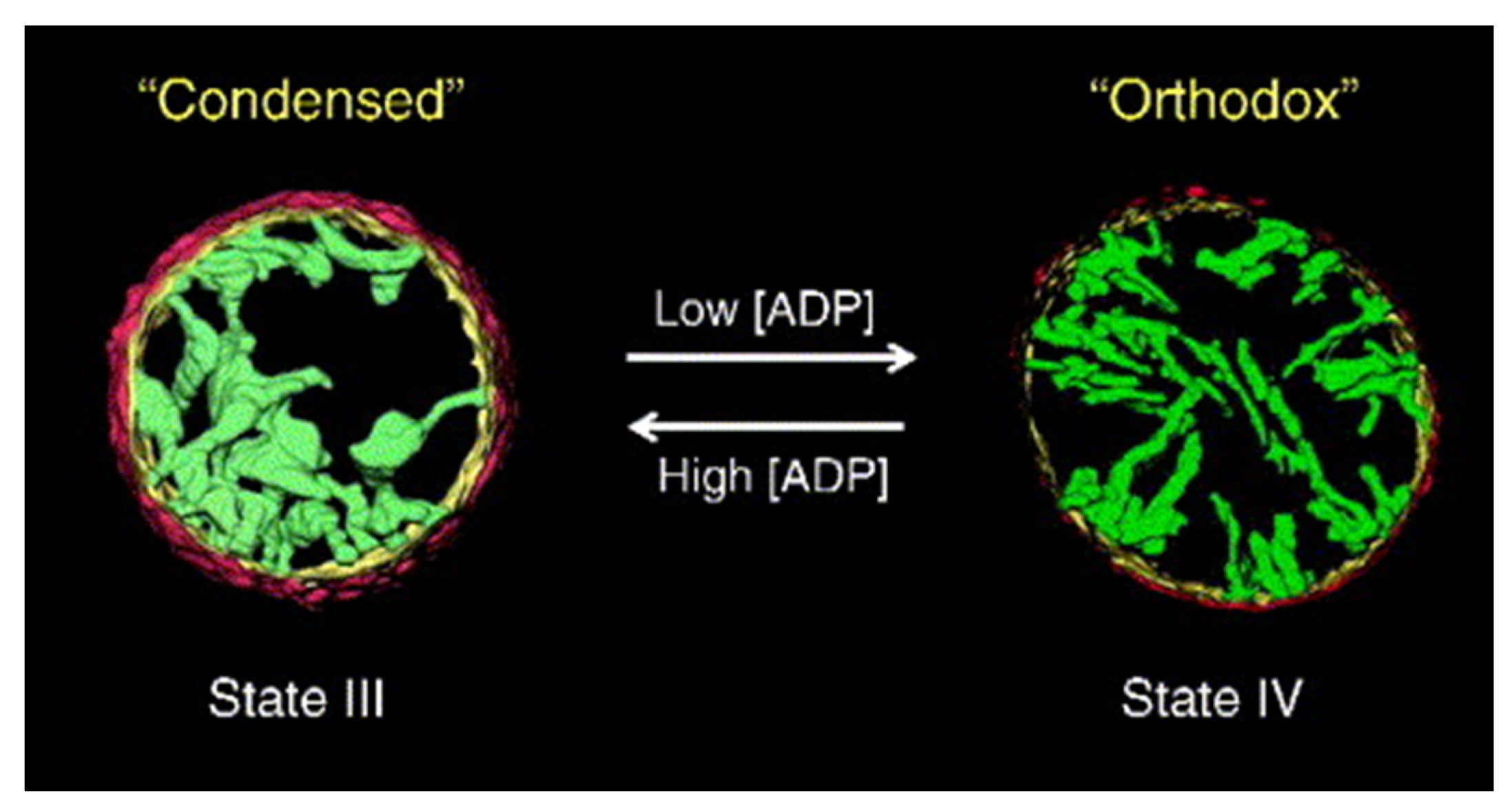 Membranes 11 00465 g003 Membranes 11 00465 g003