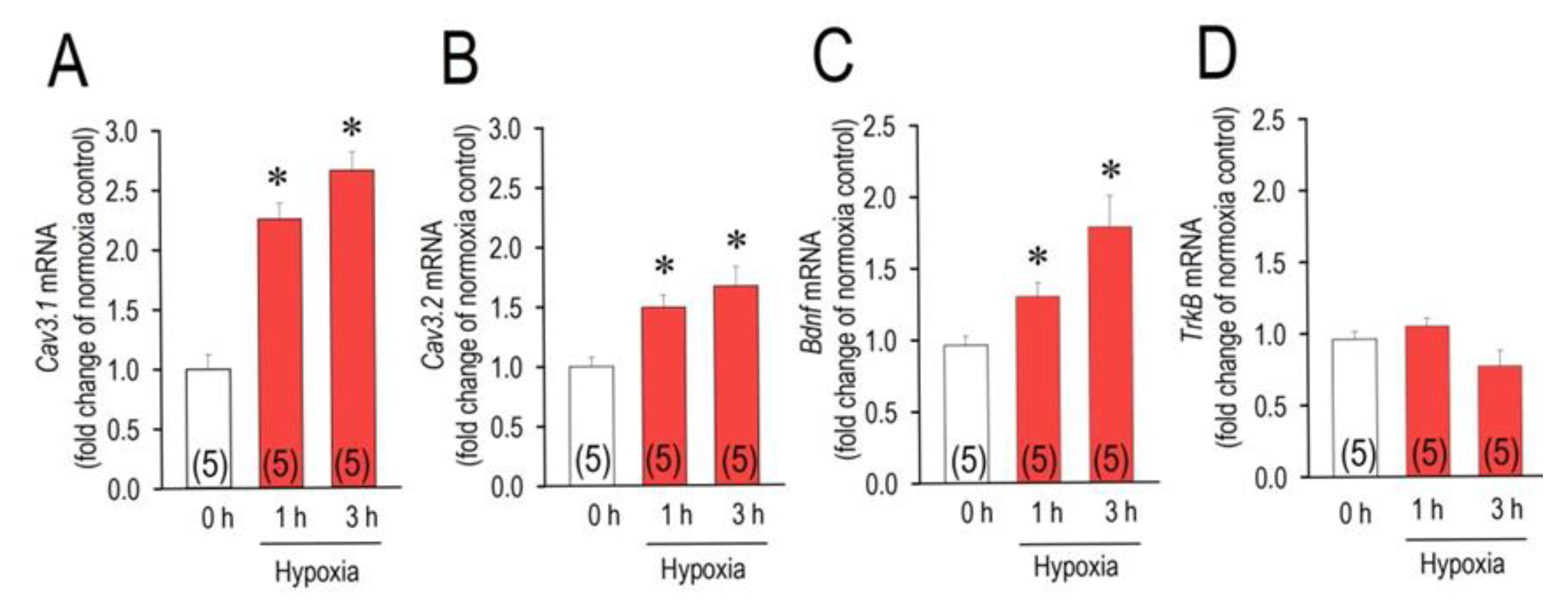 Enhanced BDNF Actions Following Acute Hypoxia Facilitate HIF