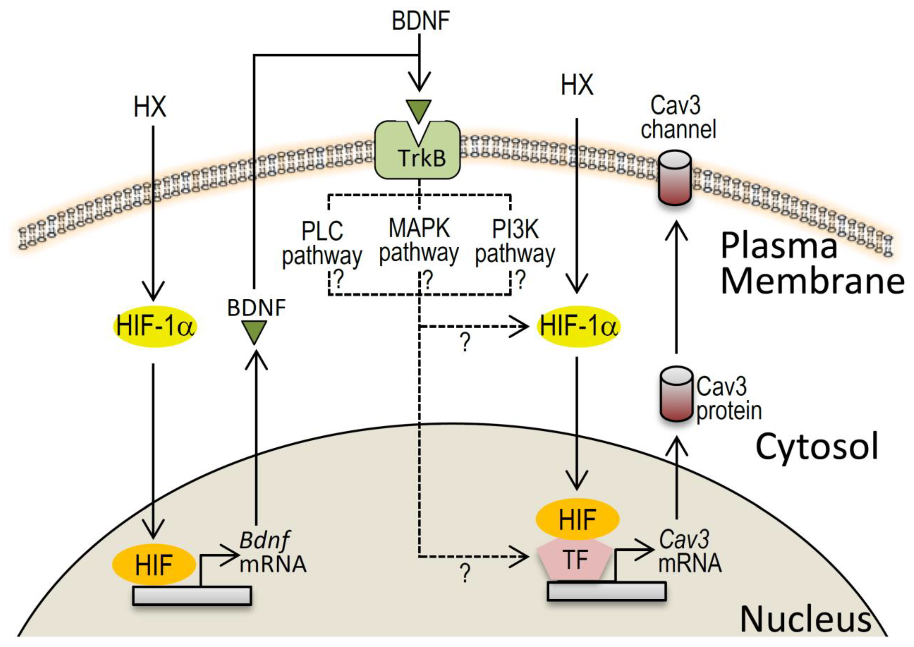 Membranes 11 00470 g007 Membranes 11 00470 g007