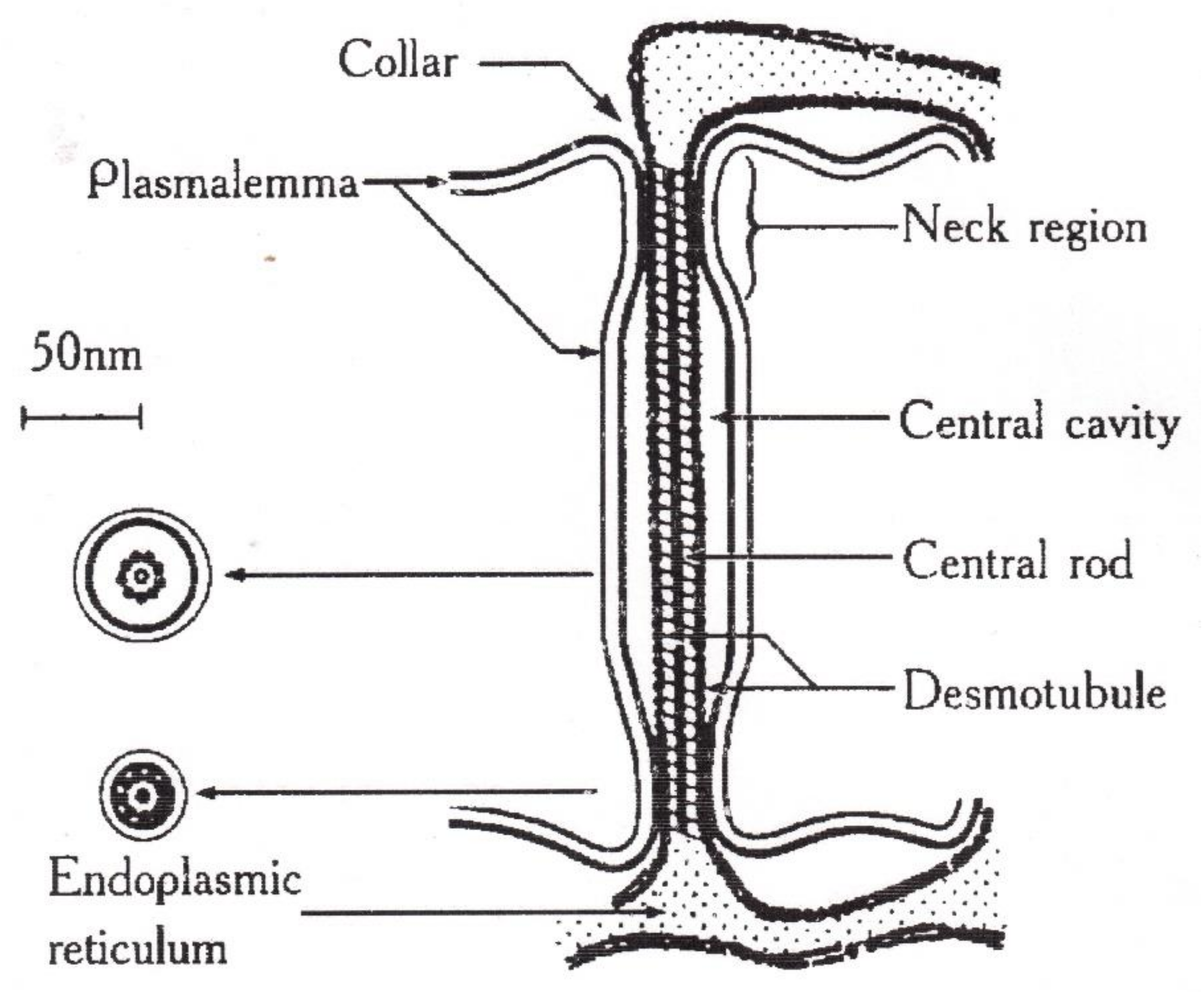Membranes 11 00487 g007