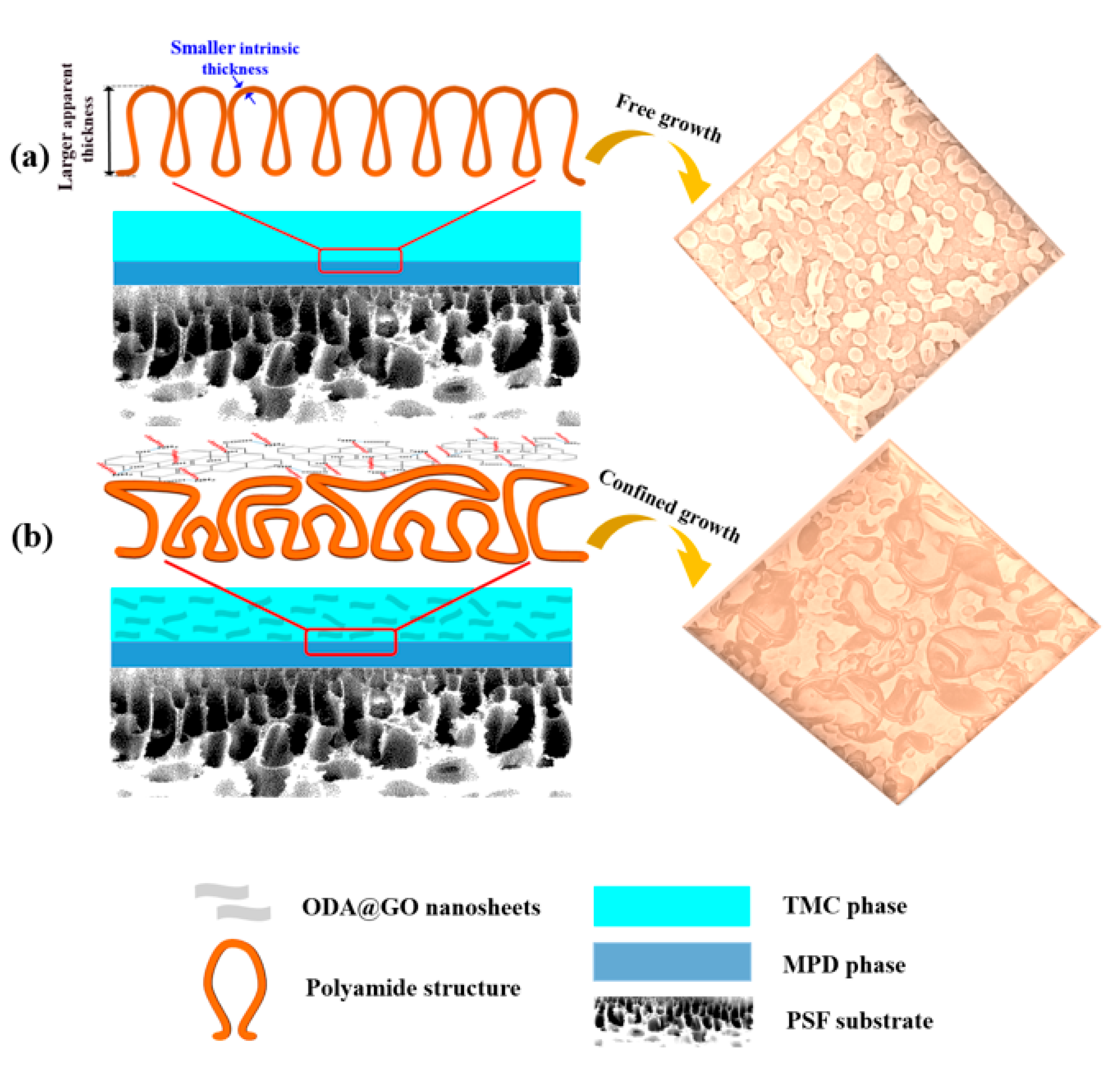 Membranes 11 00488 g009