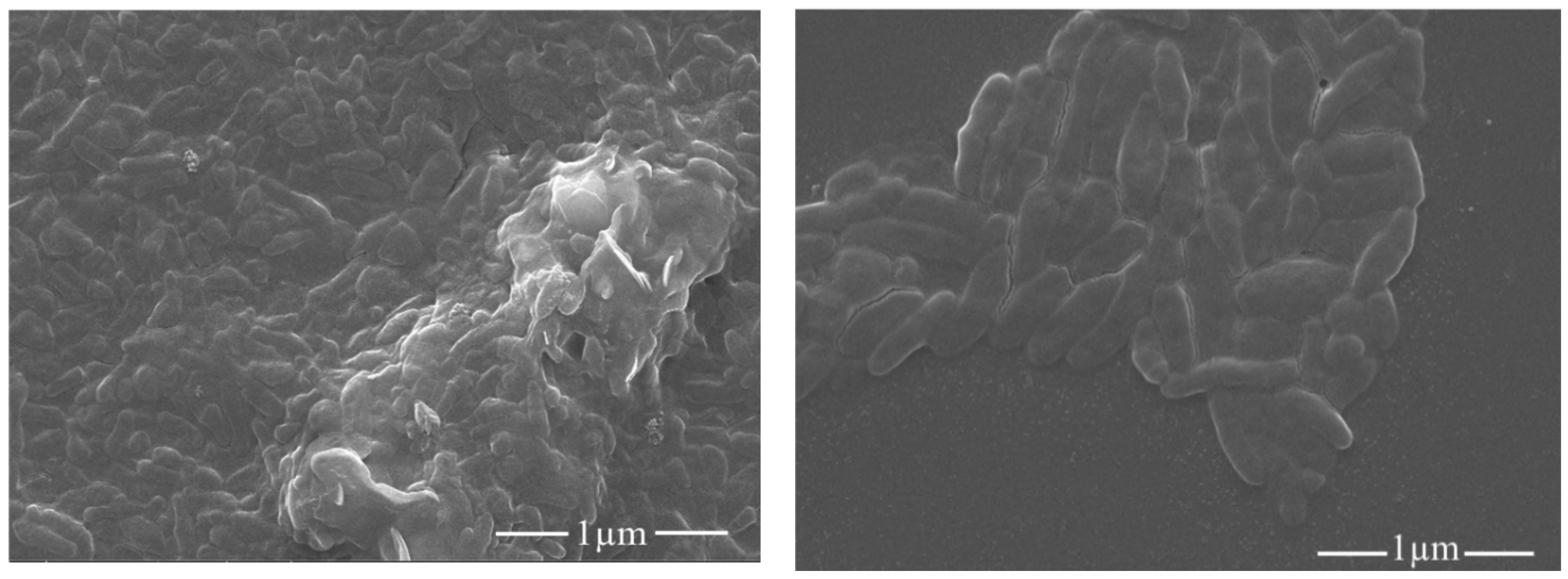 Membranes 11 00510 g010 550