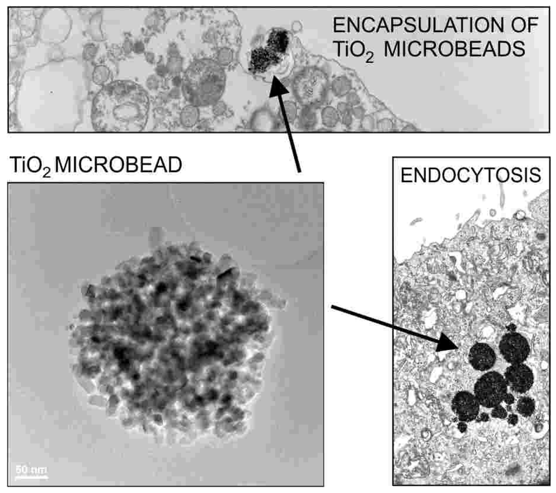 Membranes 11 00533 g002 Membranes 11 00533 g002