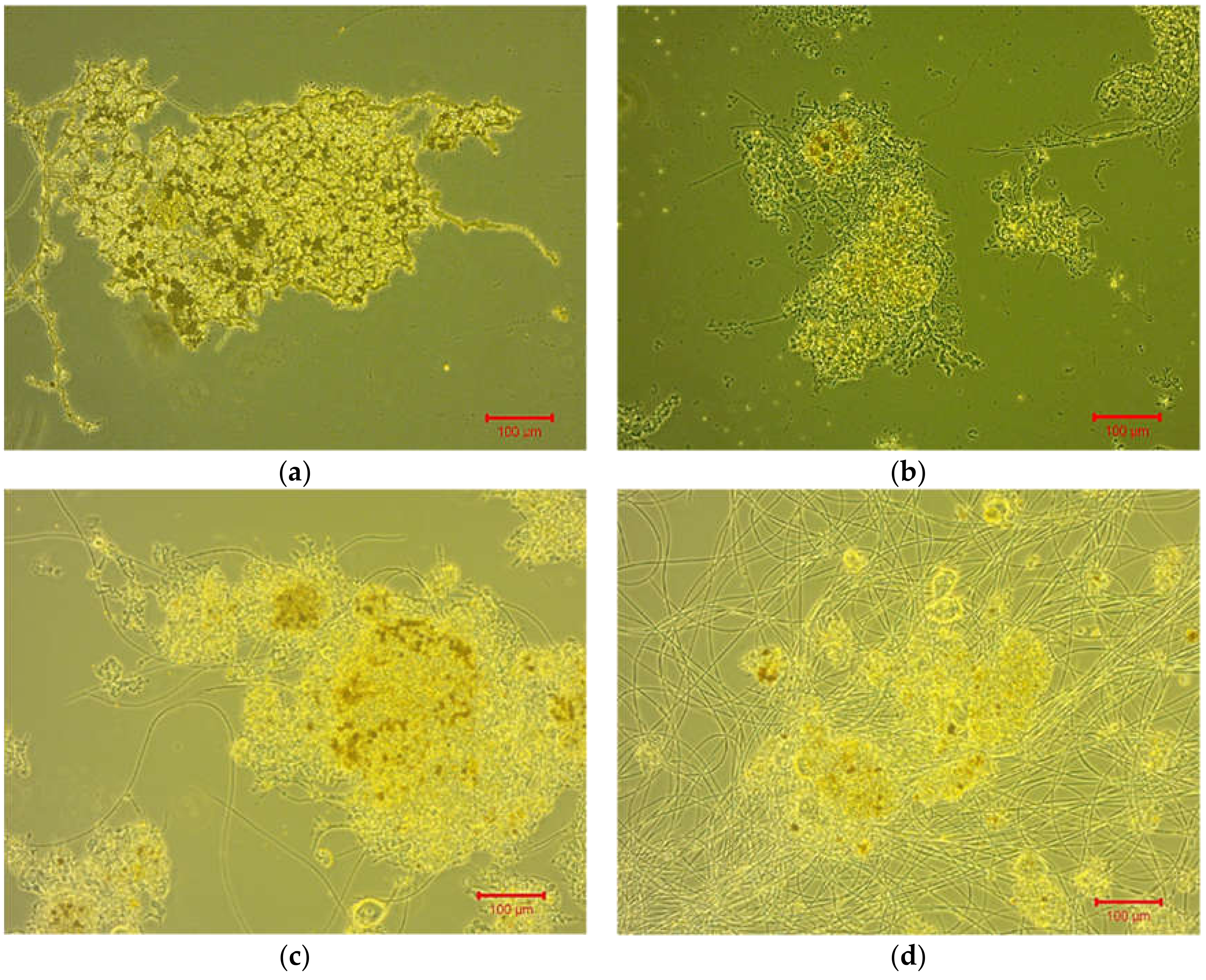 Membranes 11 00553 g005