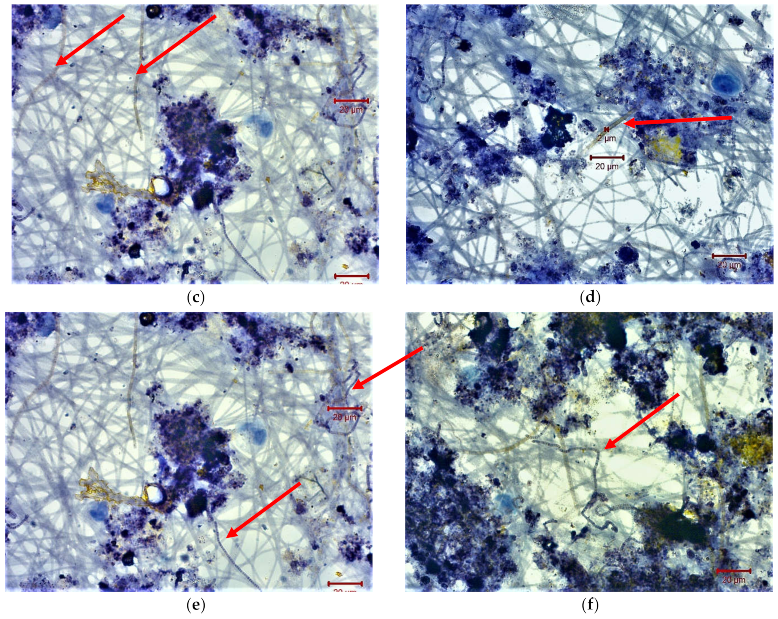 Membranes 11 00553 g006b