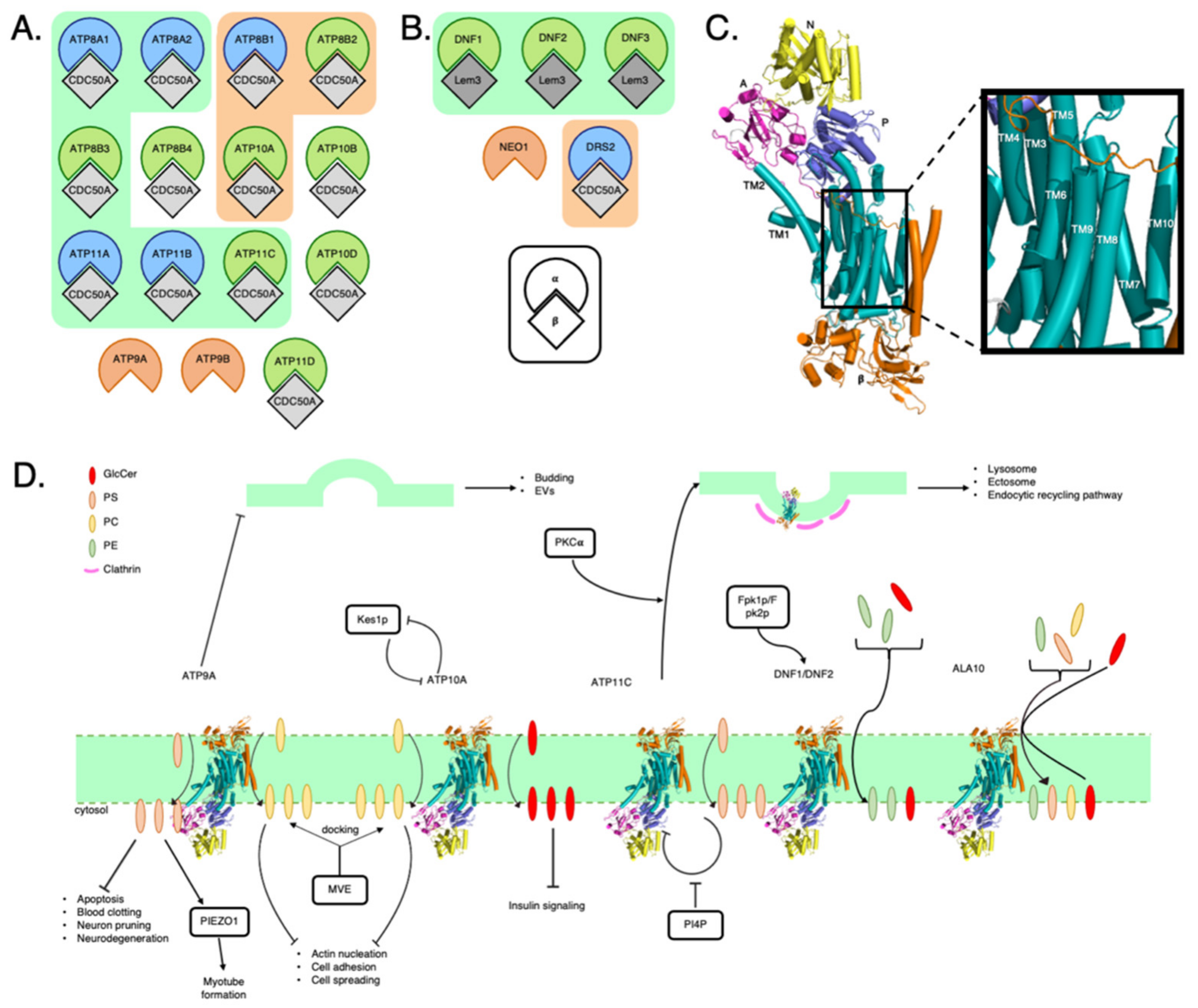Membranes 11 00562 g001