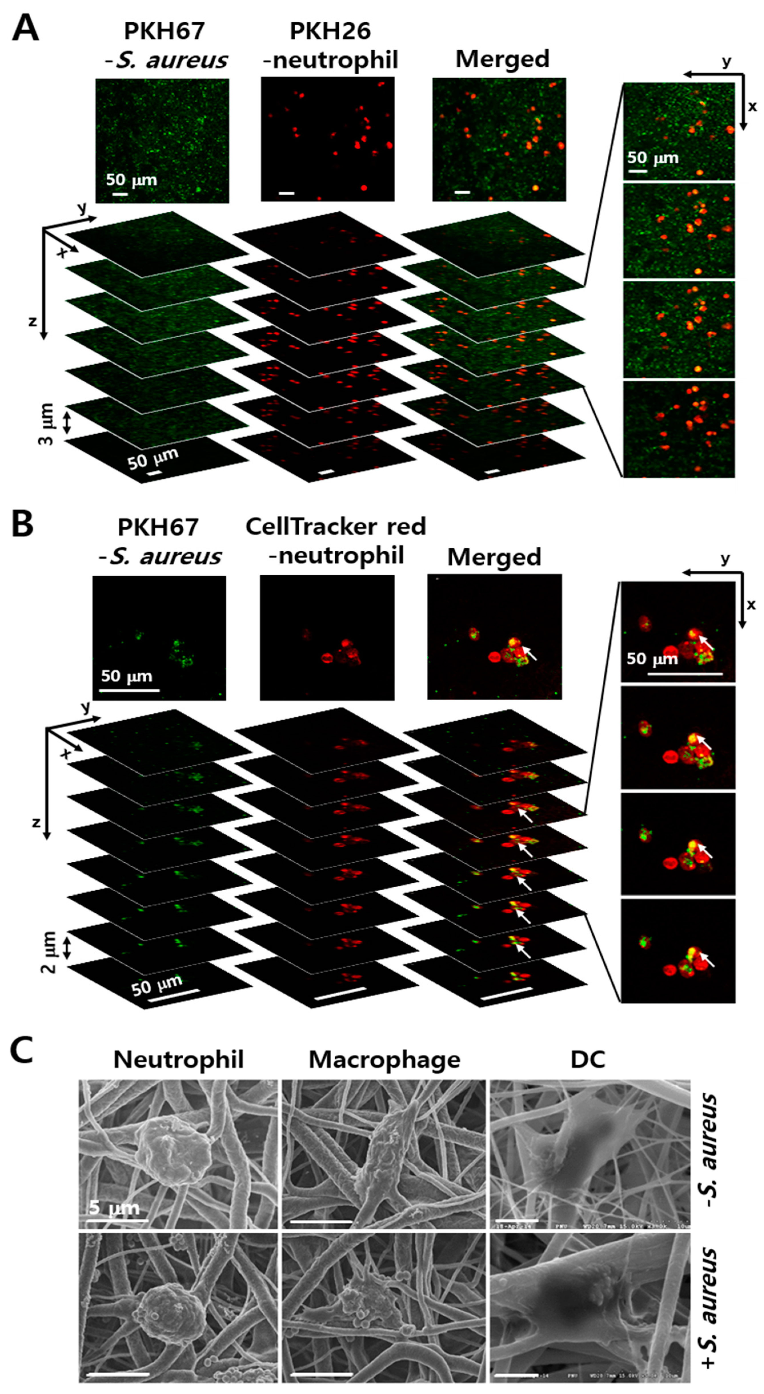 Membranes 11 00569 g002 550