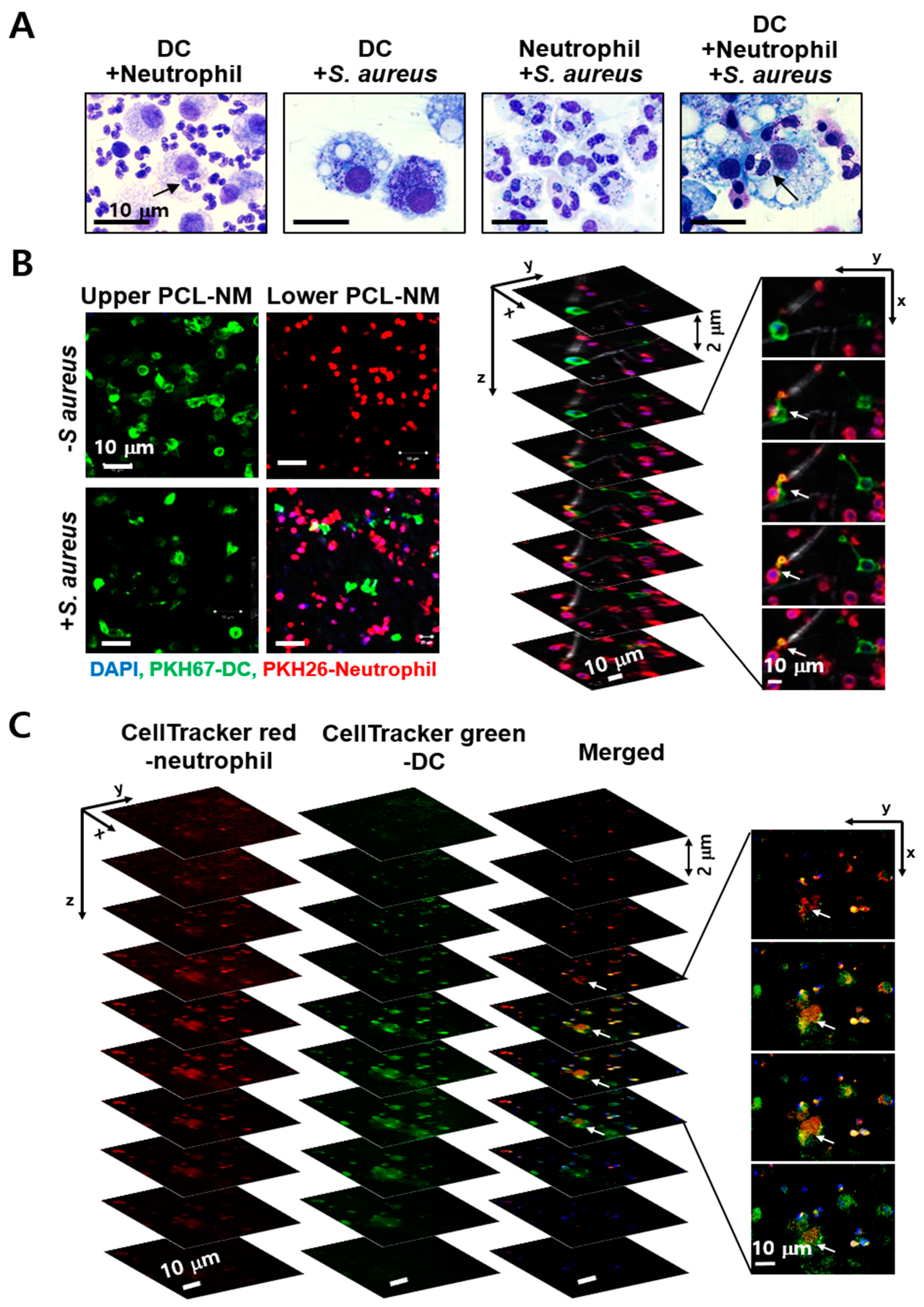Membranes 11 00569 g006 550