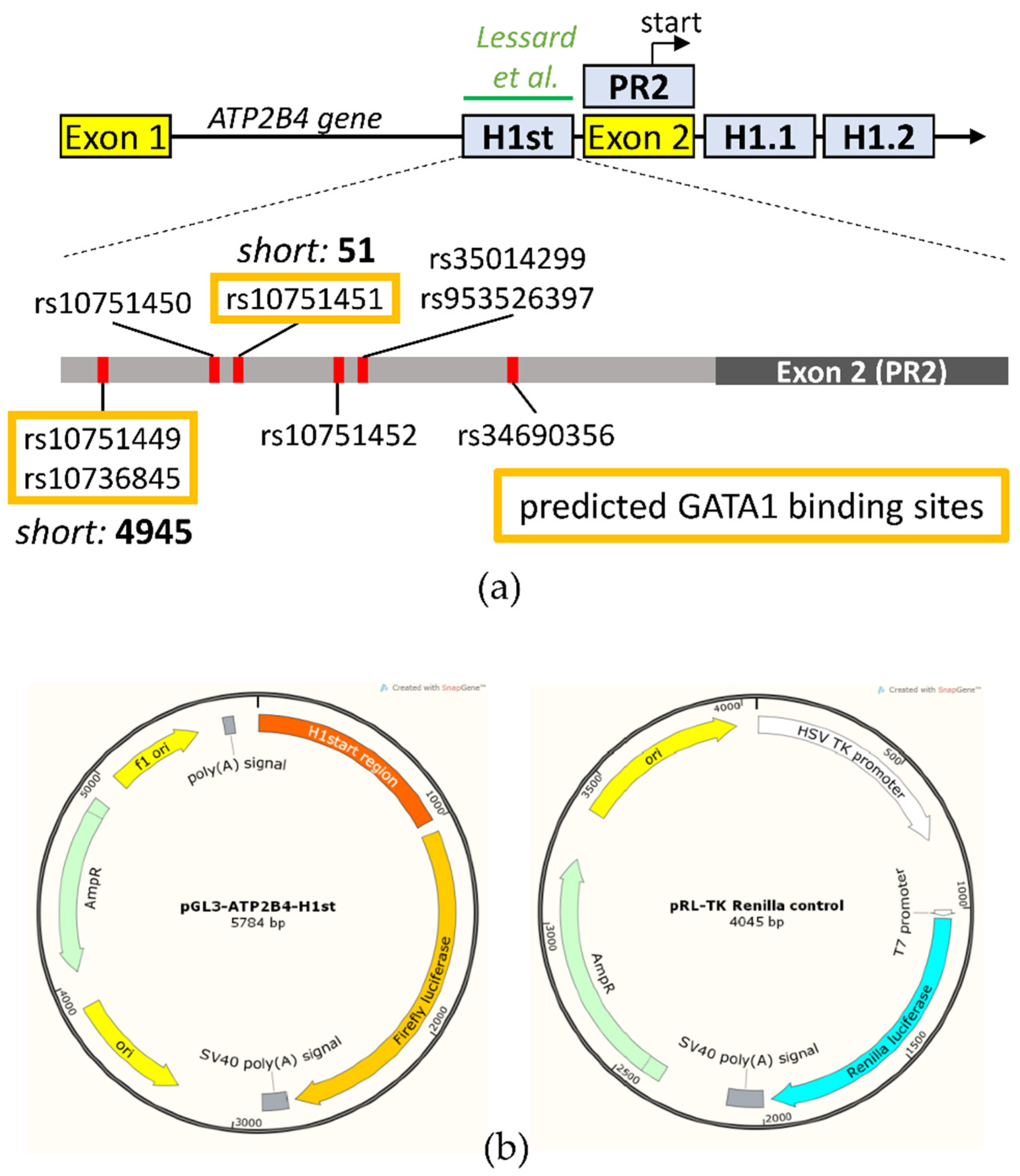 Membranes 11 00586 g001 550
